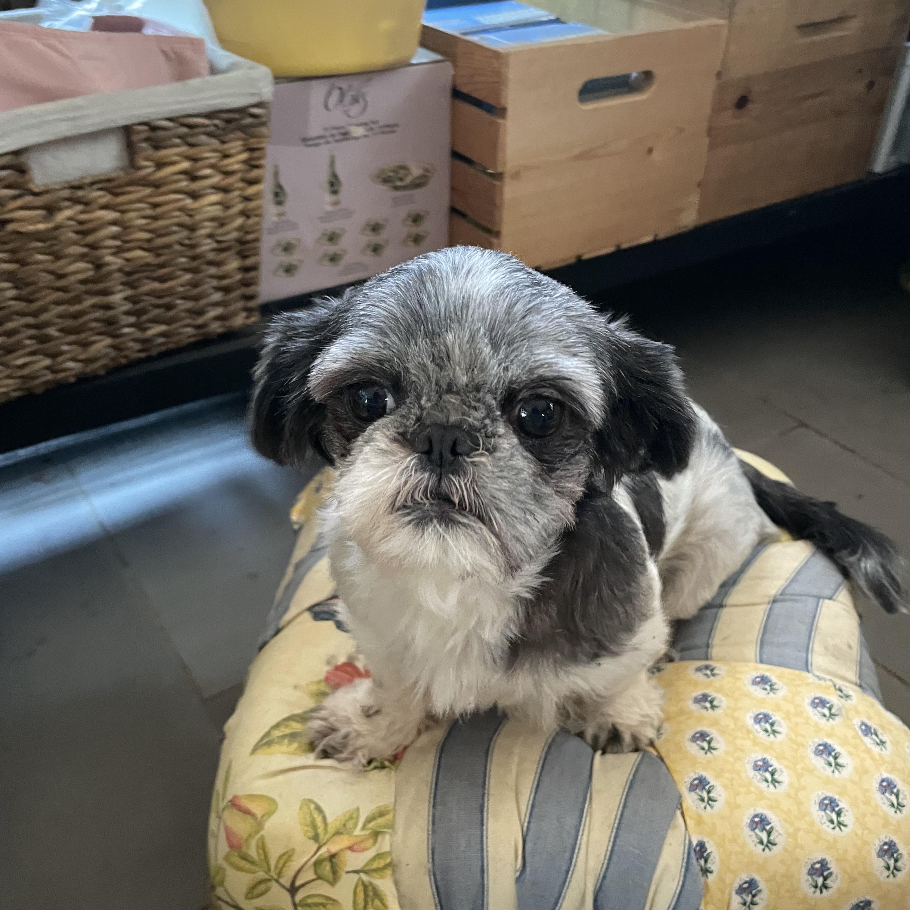 Molly, a Adopted Shih Tzu in San Diego, CA image 5/6