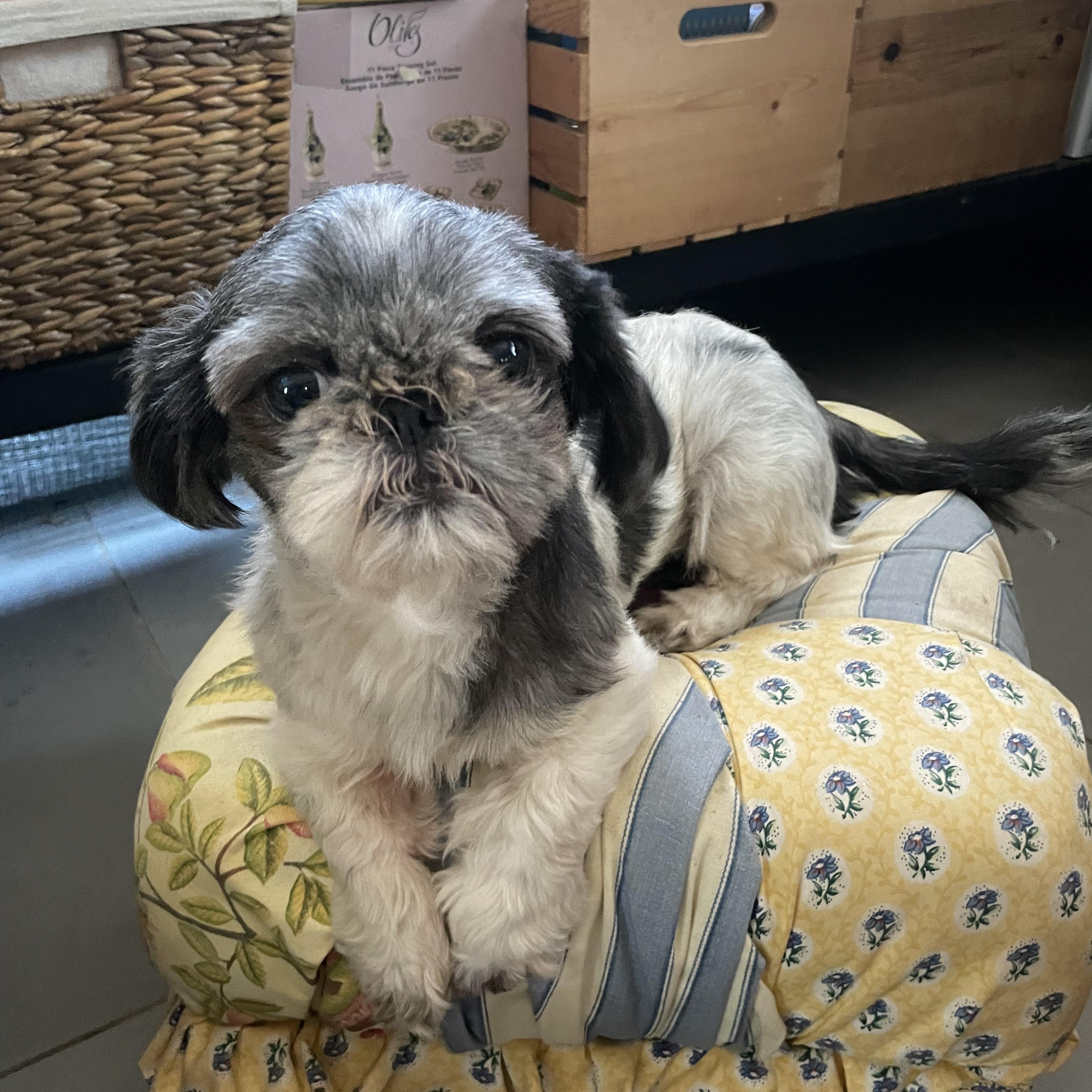 Molly, a Adopted Shih Tzu in San Diego, CA image 6/6