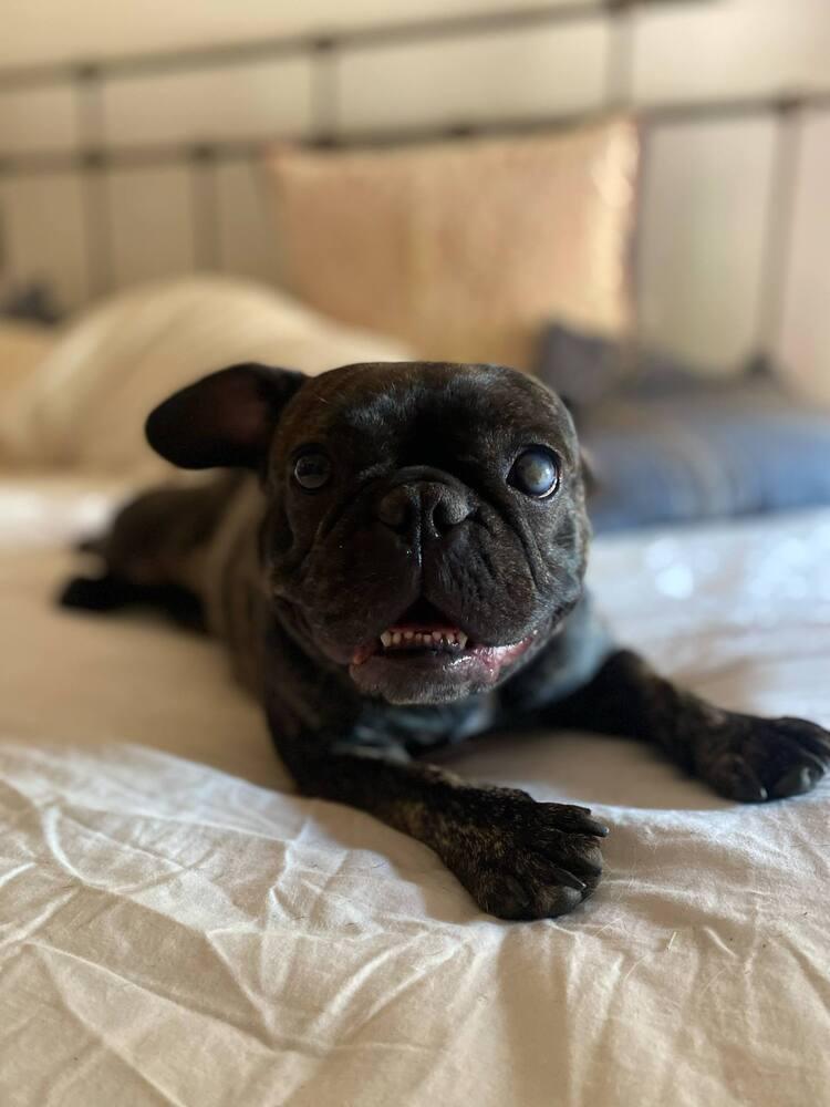 Walnut, Adoptable, Adult Female French Bulldog.