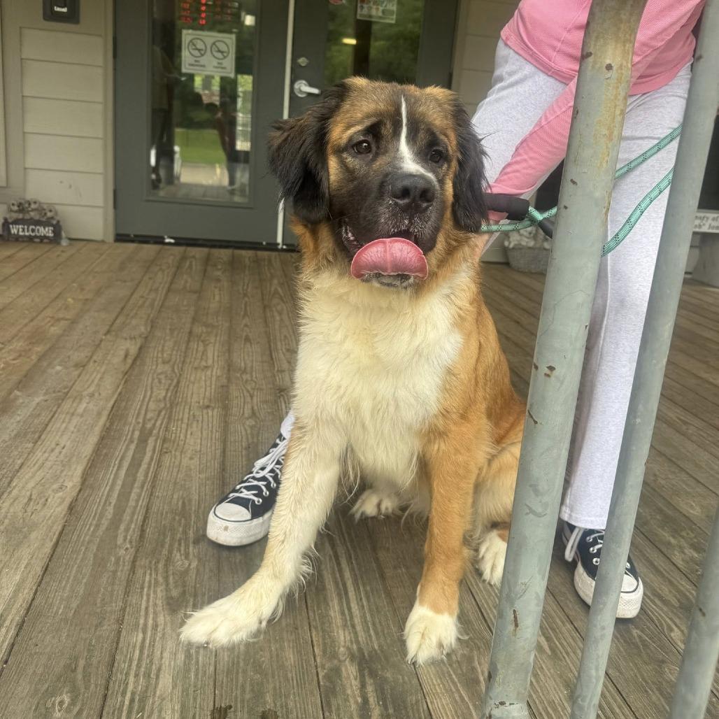 Sonnet 22556, Adoptable, Adult Female Saint Bernard & Mixed Breed.