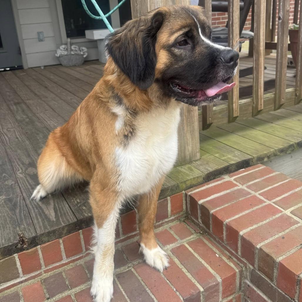 Enlarge Sonnet 22556, a Adoptable mixed breed in Minneapolis, MN image 2/6