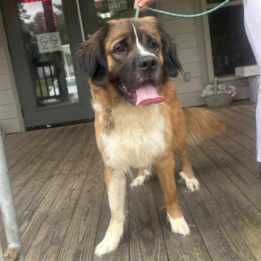 Enlarge Sonnet 22556, a Adoptable mixed breed in Minneapolis, MN image 4/6