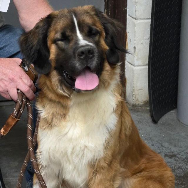 Enlarge Sonnet 22556, a Adoptable mixed breed in Minneapolis, MN image 5/6