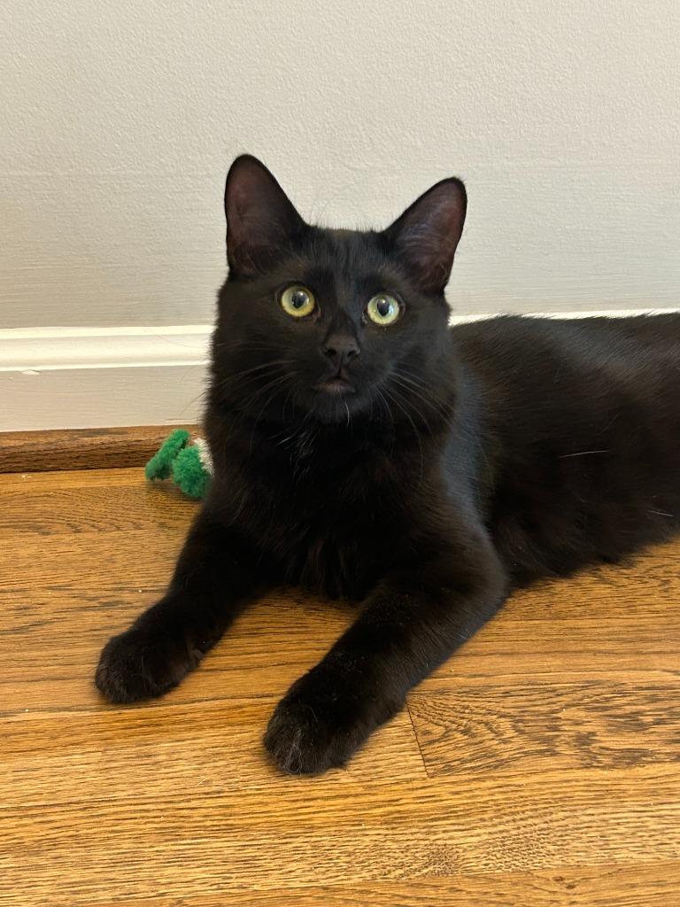 Raven 4, a Adoptable mixed breed in Hoover , AL image 2/6