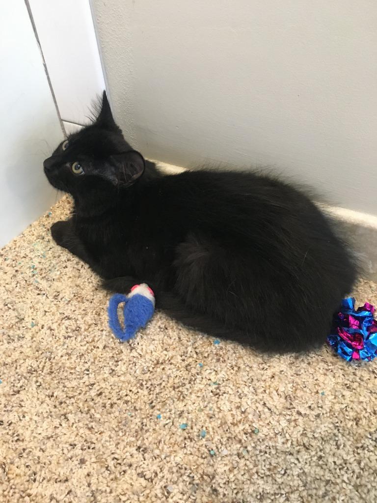 Enlarge Raven 4, a Adoptable mixed breed in Hoover , AL image 4/6