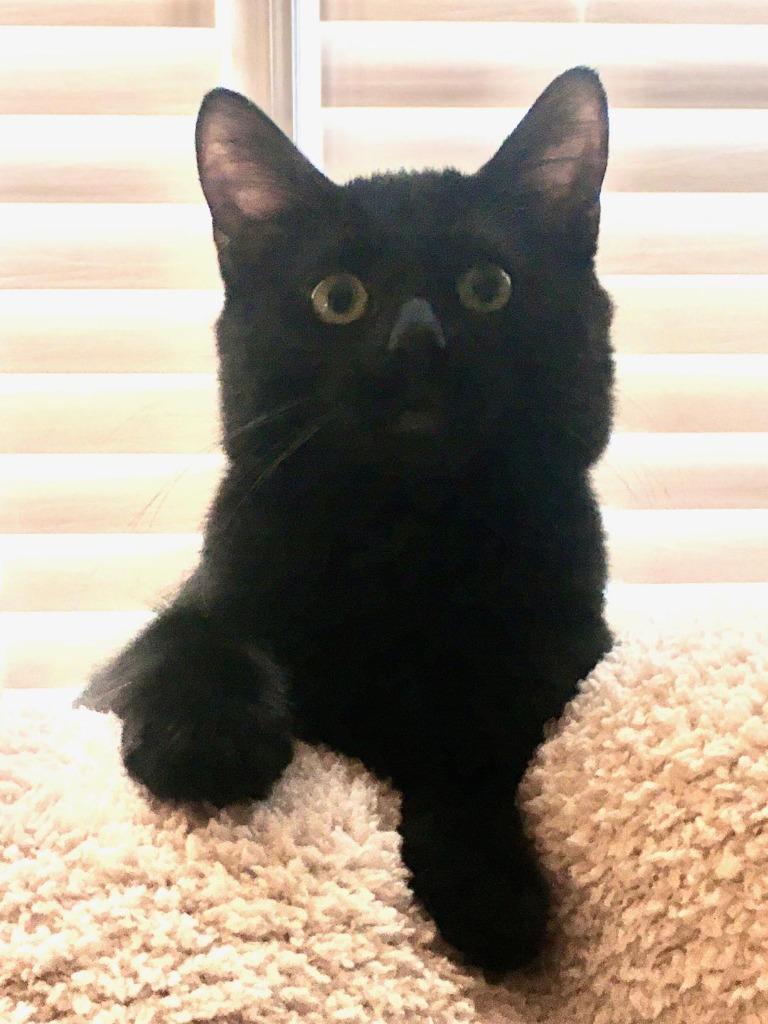 Raven 4, a Adoptable mixed breed in Hoover , AL image 4/6