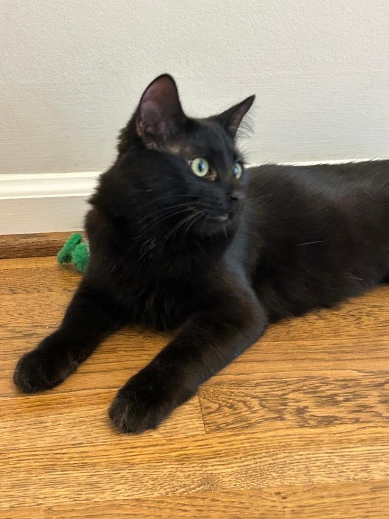 Enlarge Raven 4, a Adoptable mixed breed in Hoover , AL image 4/6