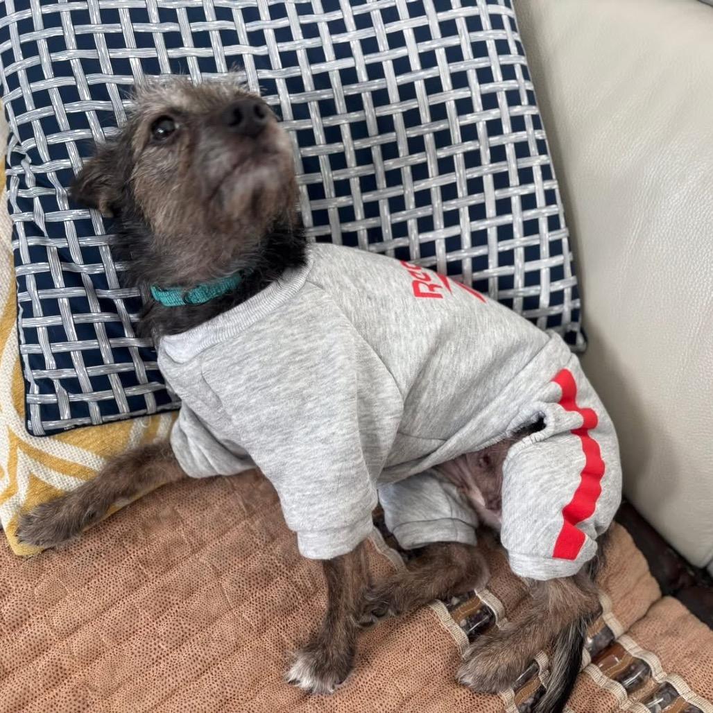 Enlarge Lil' Elle (Ellie), a Adoptable mixed breed in Ennis, TX image 2/6