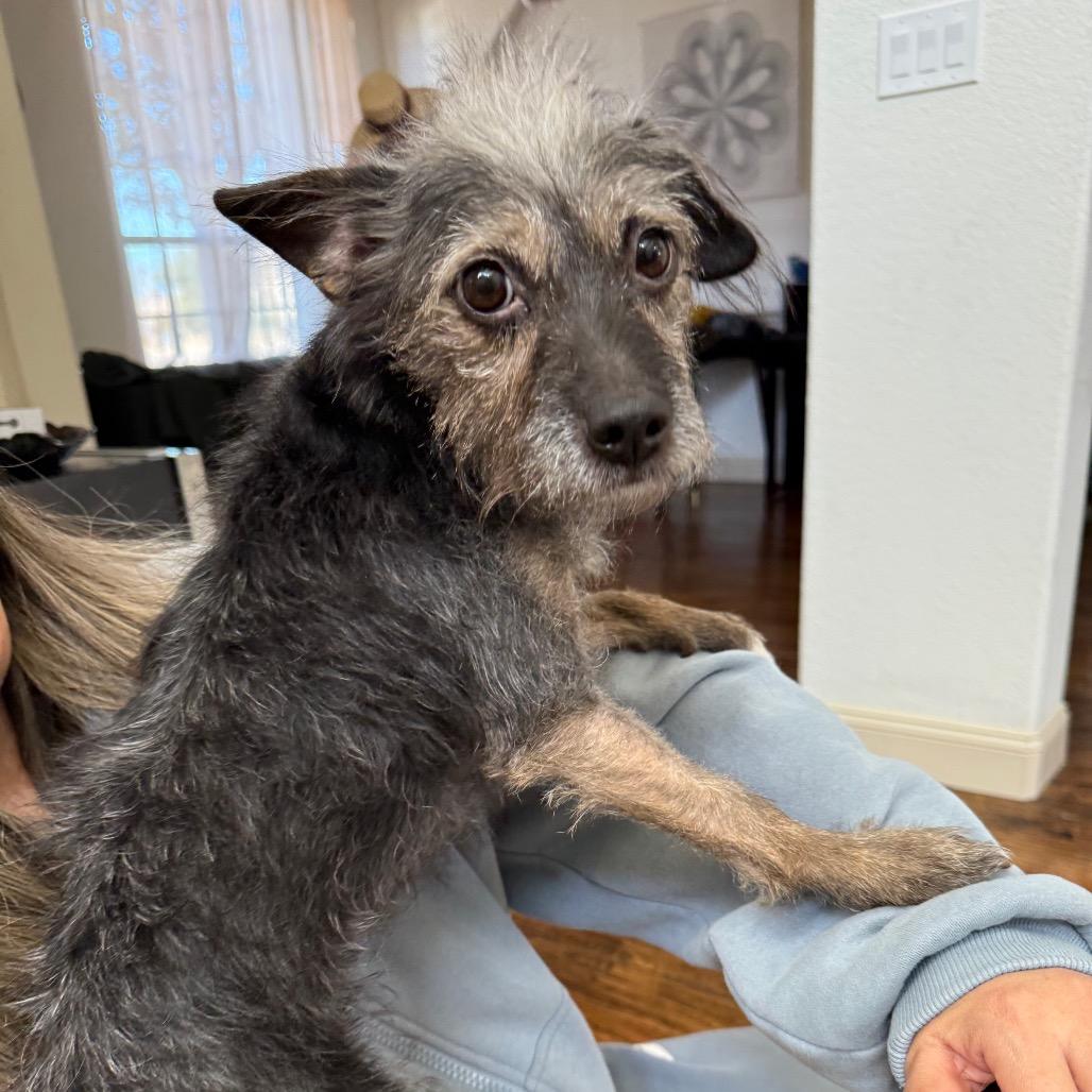 Enlarge Lil' Elle (Ellie), a Adoptable mixed breed in Ennis, TX image 5/6