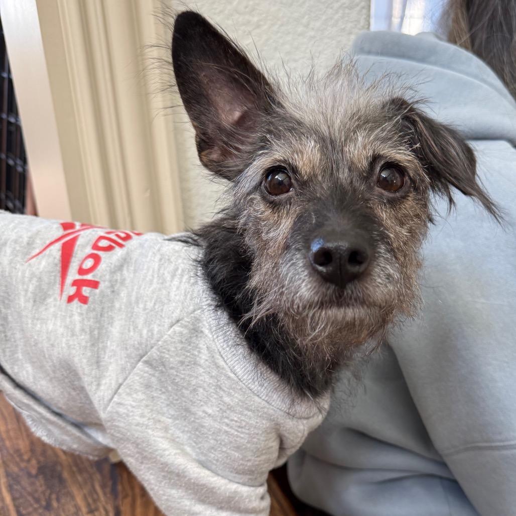 Enlarge Lil' Elle (Ellie), a Adoptable mixed breed in Ennis, TX image 1/6