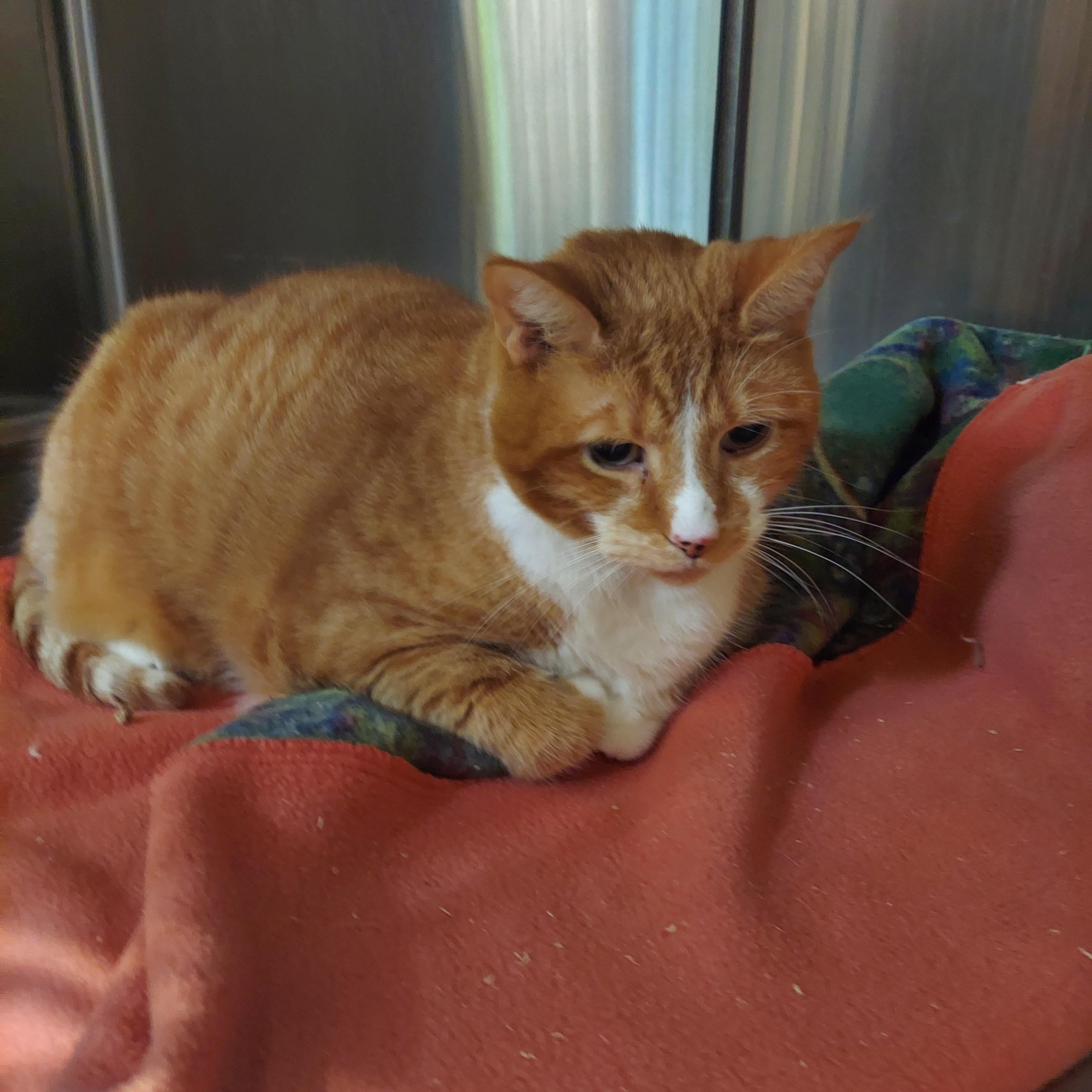 56 Sunchine, adopted, Adult Male Domestic Short Hair.