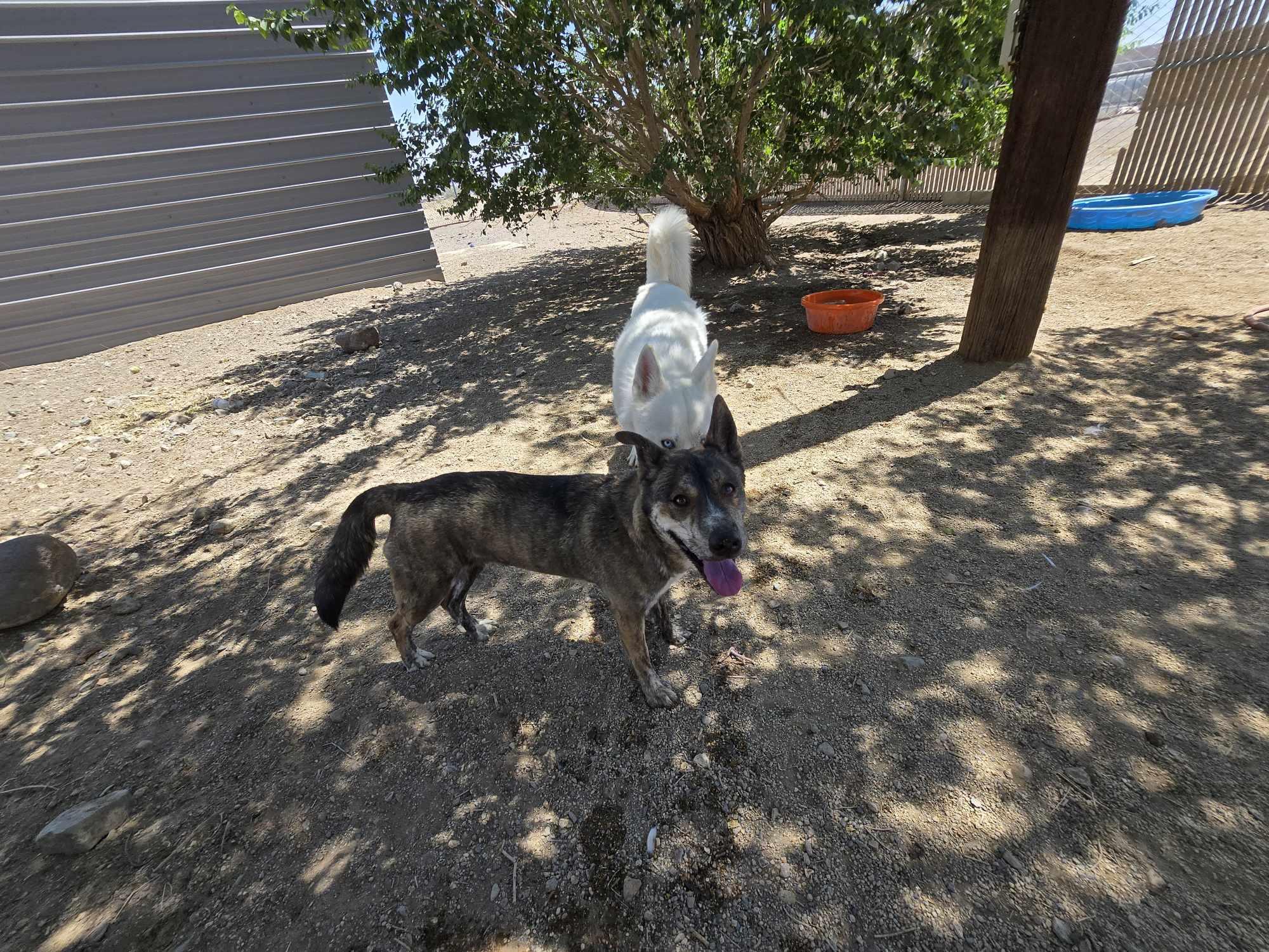 Enlarge Sage, a Adoptable mixed breed in Silver Springs, NV image 2/2