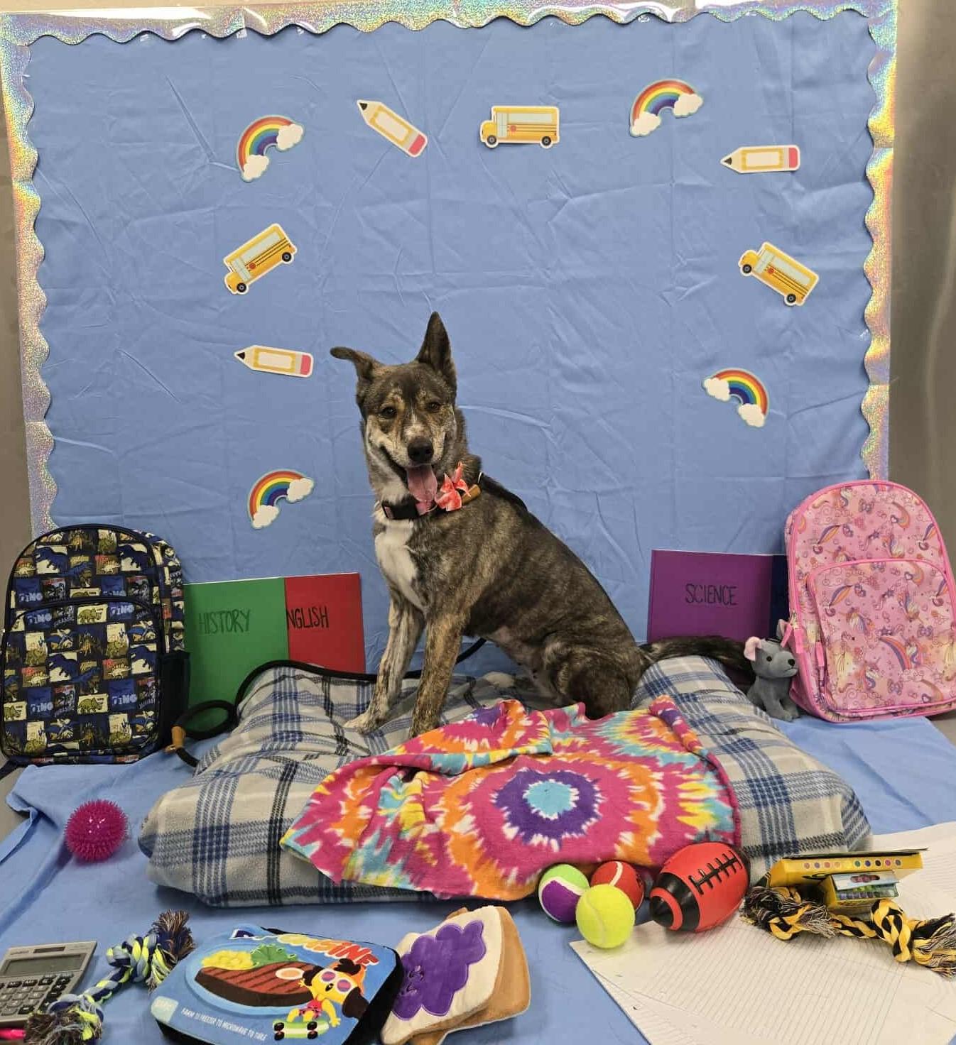 Sage, Adoptable, Adult Female Catahoula Leopard Dog & Husky.