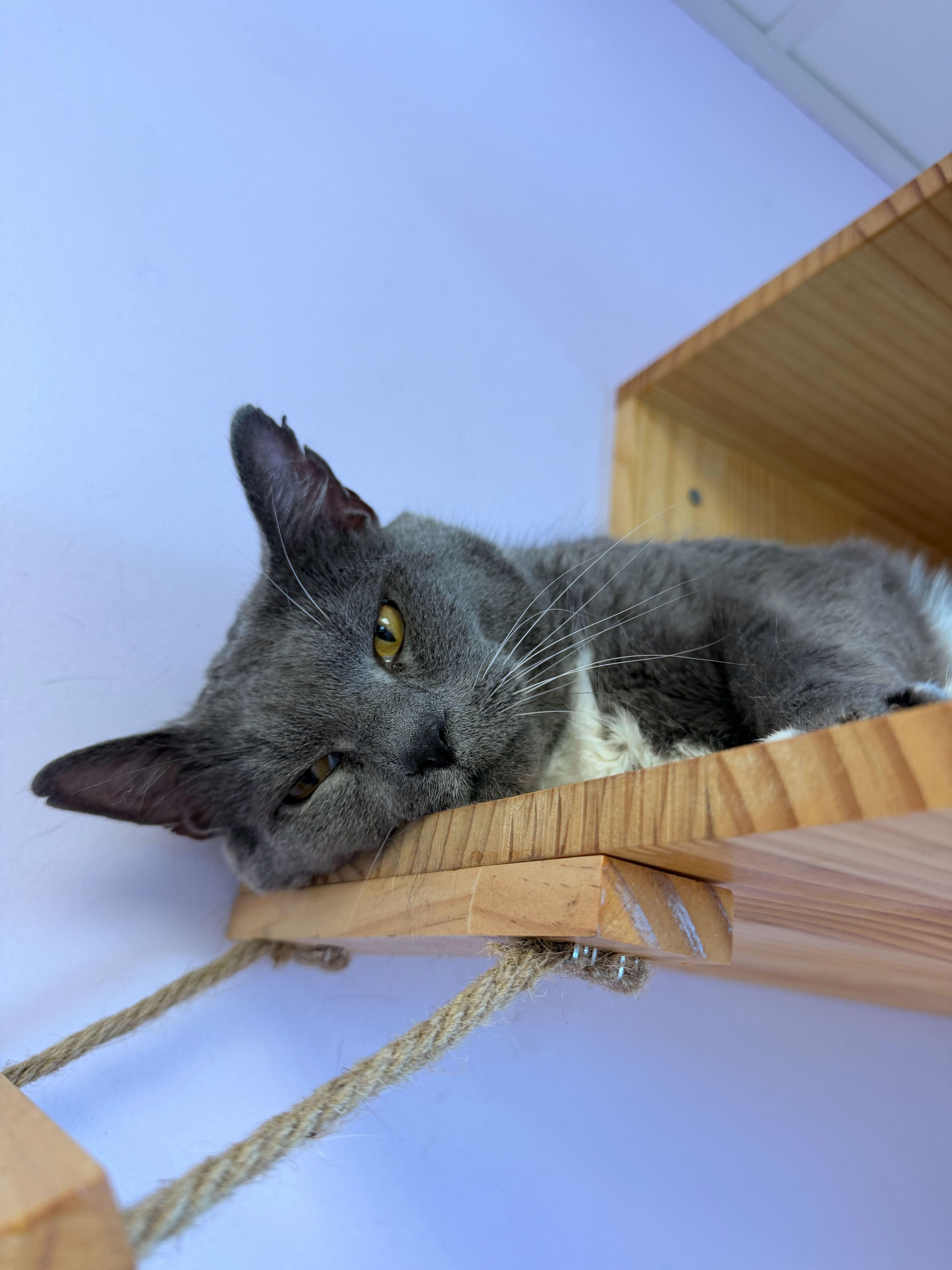 Enlarge Smokey- I need a cat friend, a ADOPTABLE Domestic Short Hair in Manchester, NH image 1/1