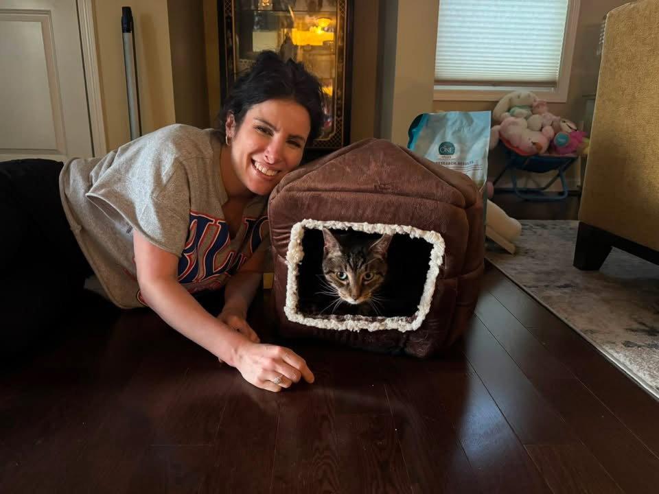 Enlarge Bruno, a Adopted Domestic Short Hair in Tonawanda, NY image 2/3