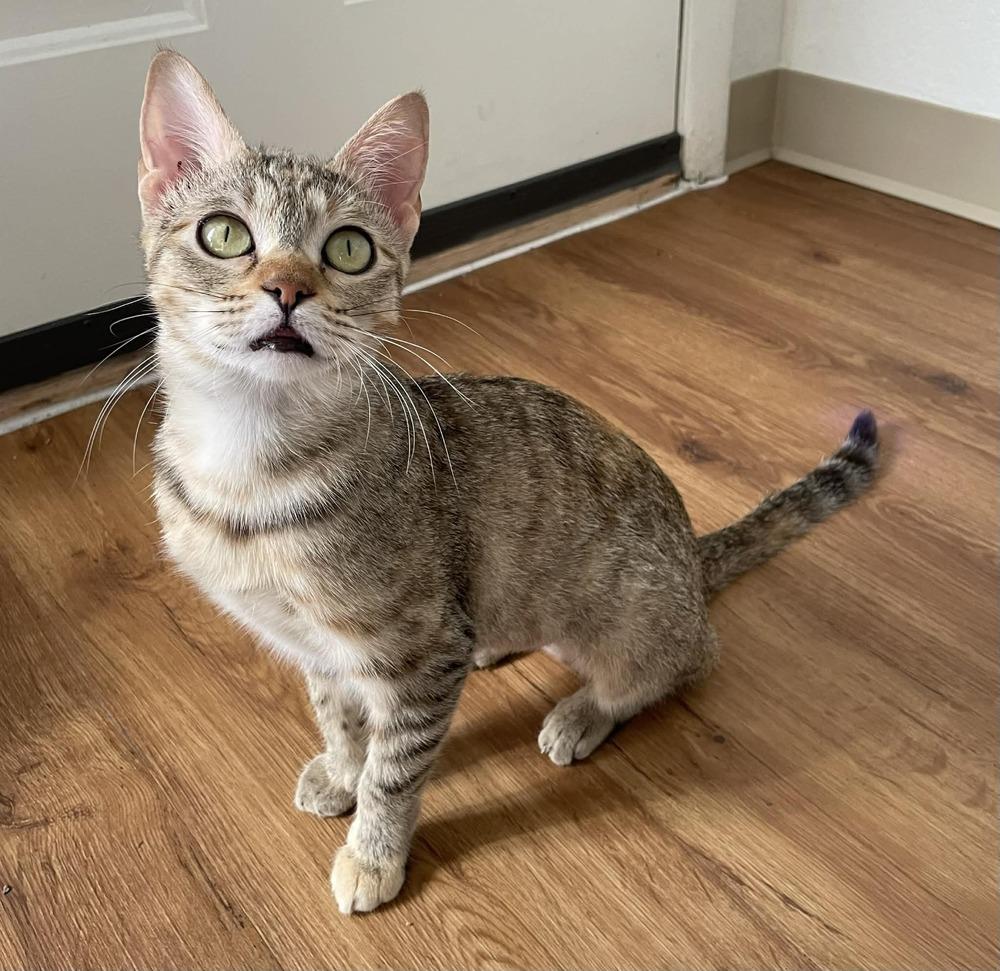Hazel 4, Adoptable, Kitten Female Domestic Short Hair.