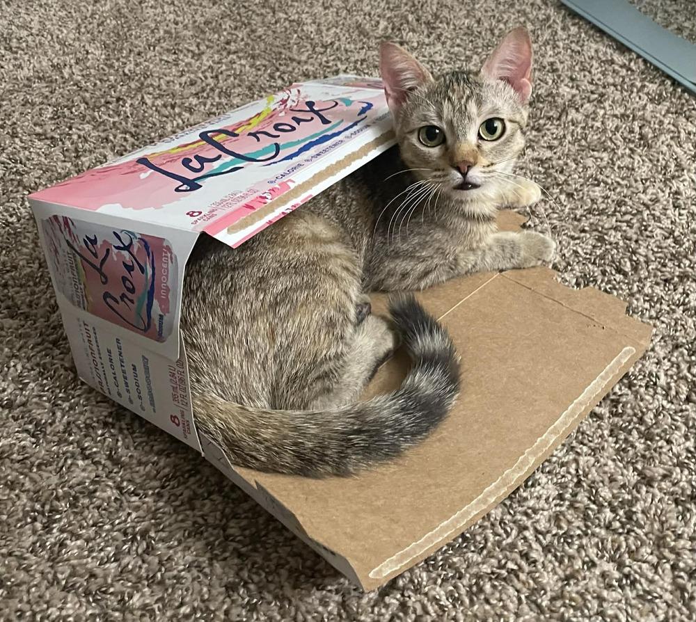 Hazel 4 — thumbnail 2