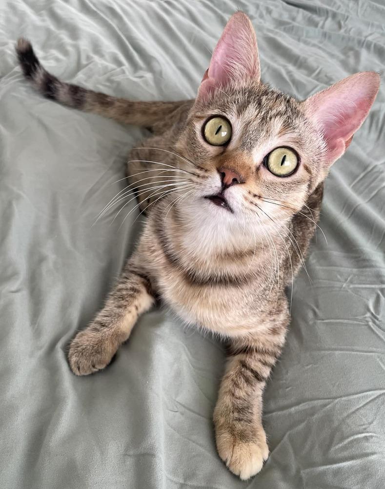 Hazel 4 — thumbnail 3