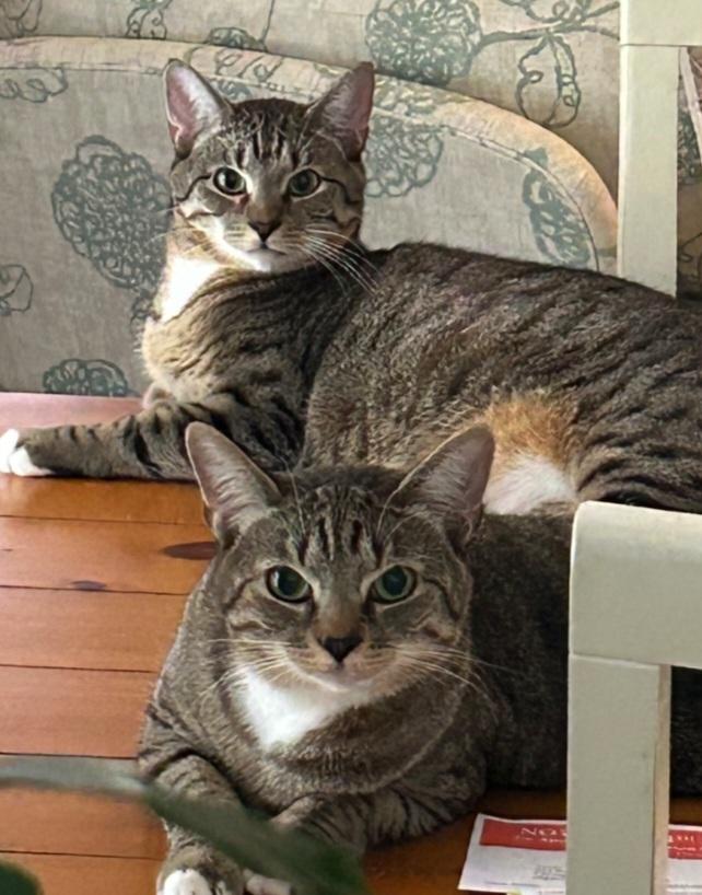 Dots, a Adoptable Domestic Short Hair in Virginia Beach, VA image 1/4