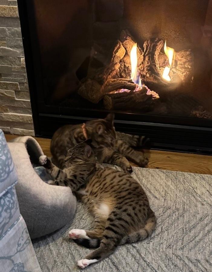 Dots, a Adoptable Domestic Short Hair in Virginia Beach, VA image 2/4