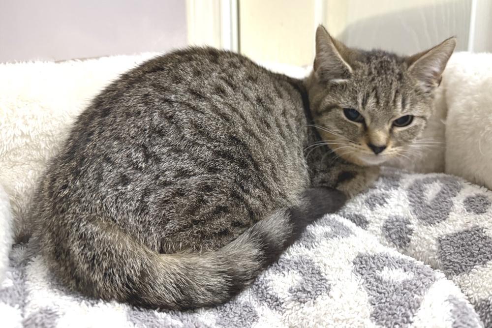 Dots, a Adoptable Domestic Short Hair in Virginia Beach, VA image 4/4
