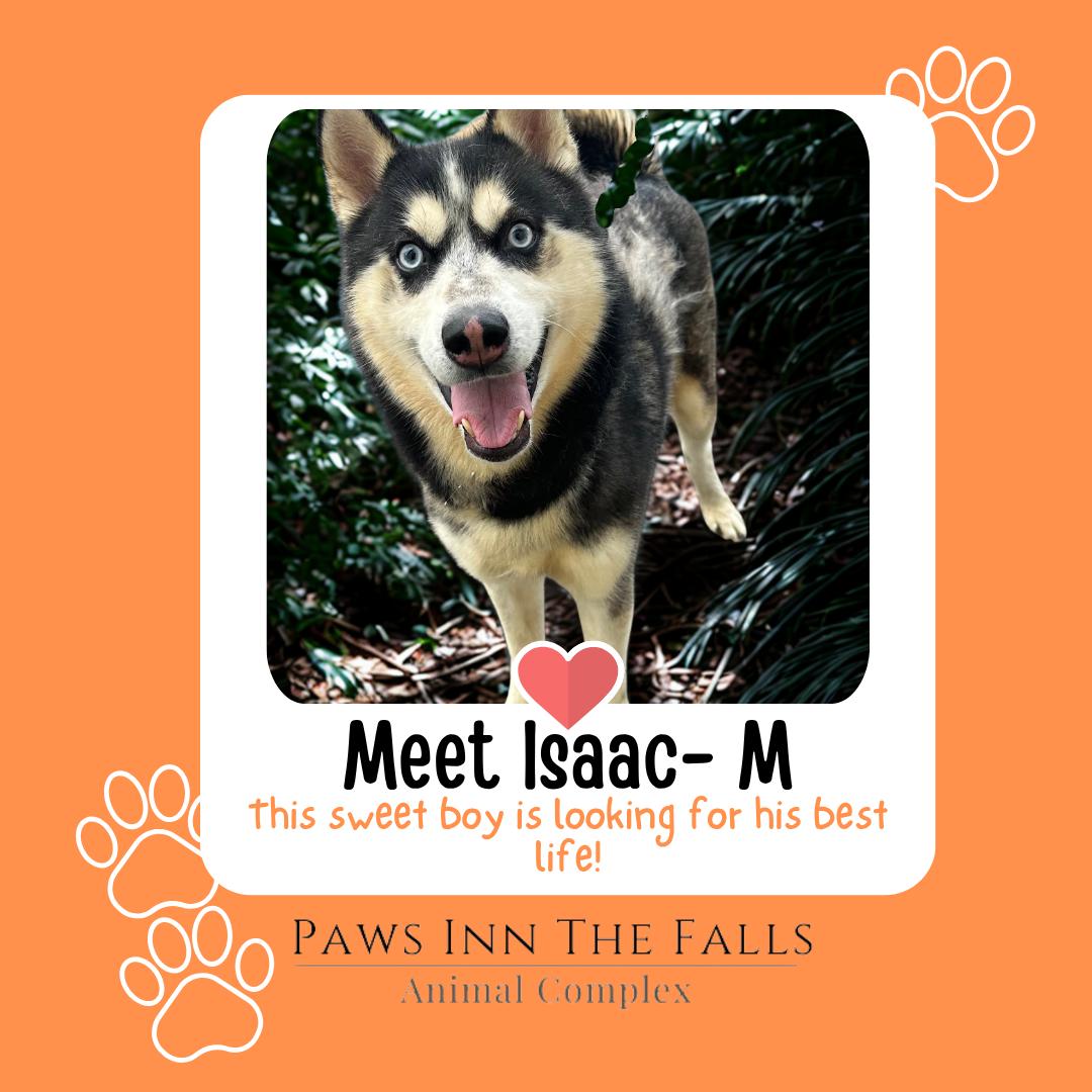 Enlarge Isaac, a Adopted Siberian Husky in Wheatfield, NY image 1/1