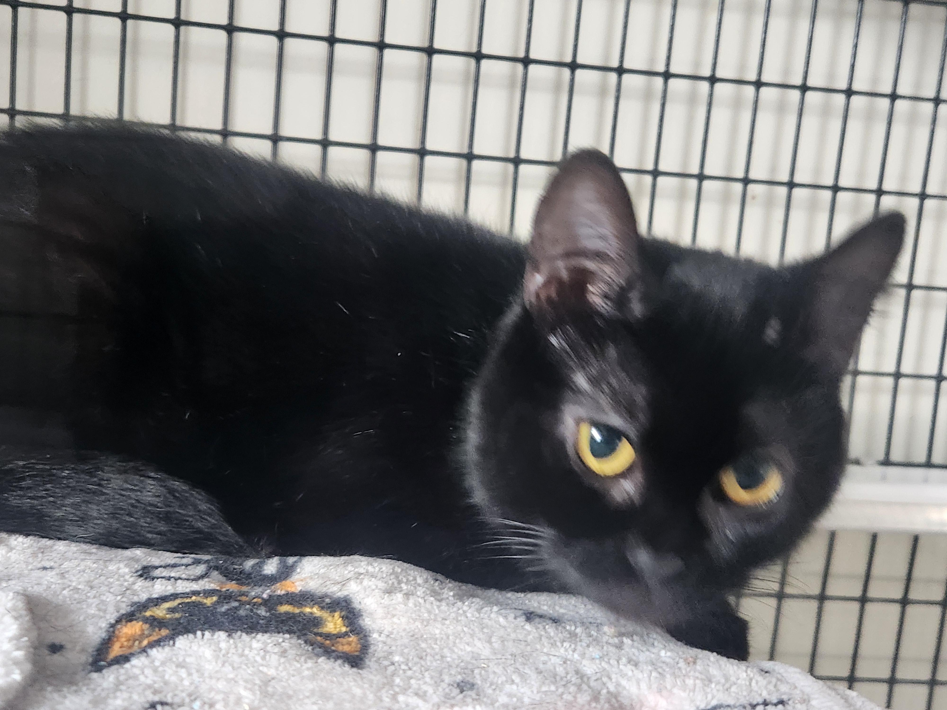 Enlarge purrsie, a ADOPTABLE mixed breed in Swansea, MA image 1/1