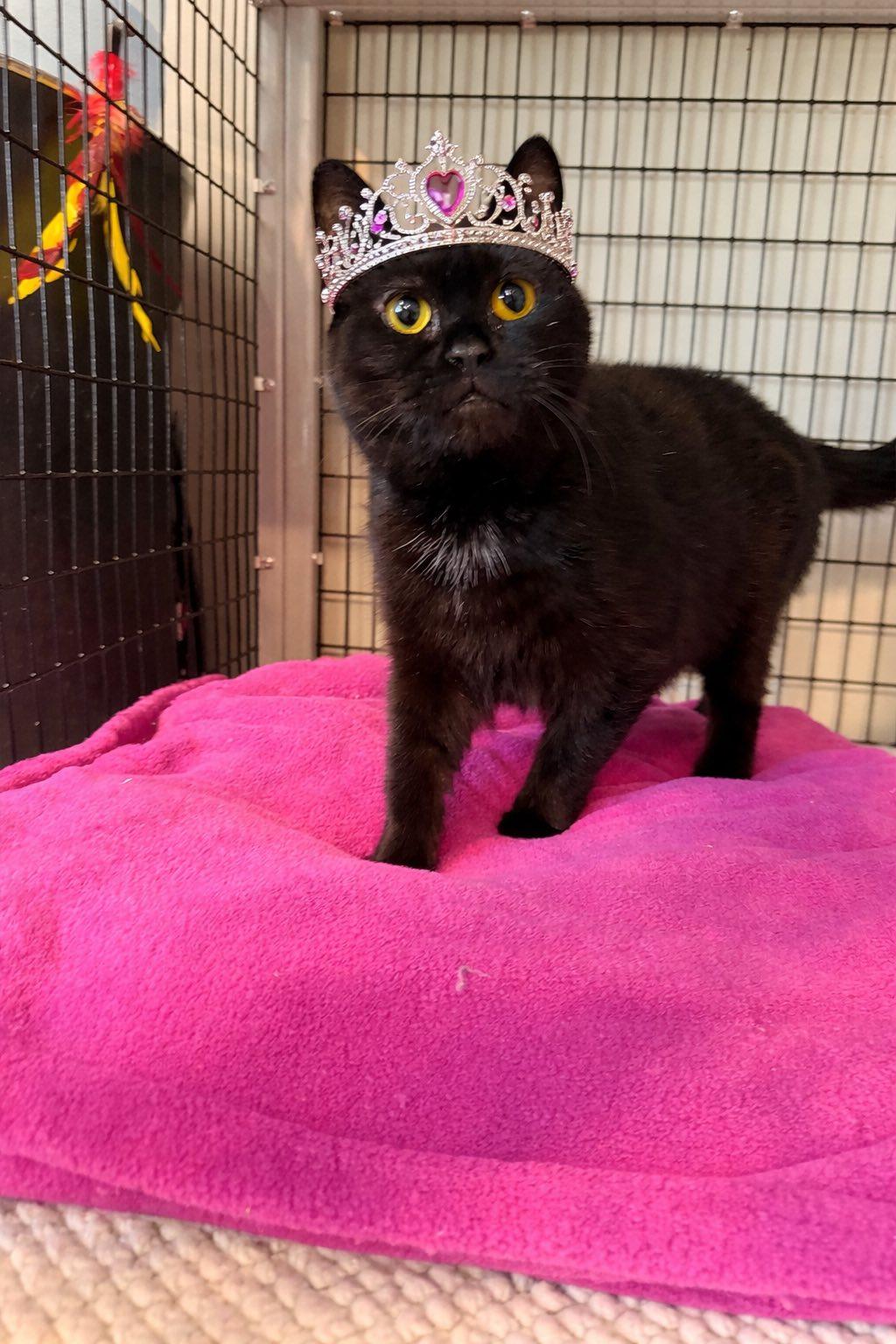 Enlarge purrsie, a ADOPTABLE mixed breed in Swansea, MA image 1/2