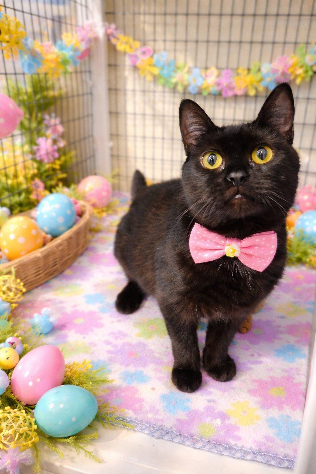 Enlarge purrsie, a ADOPTABLE mixed breed in Swansea, MA image 2/2