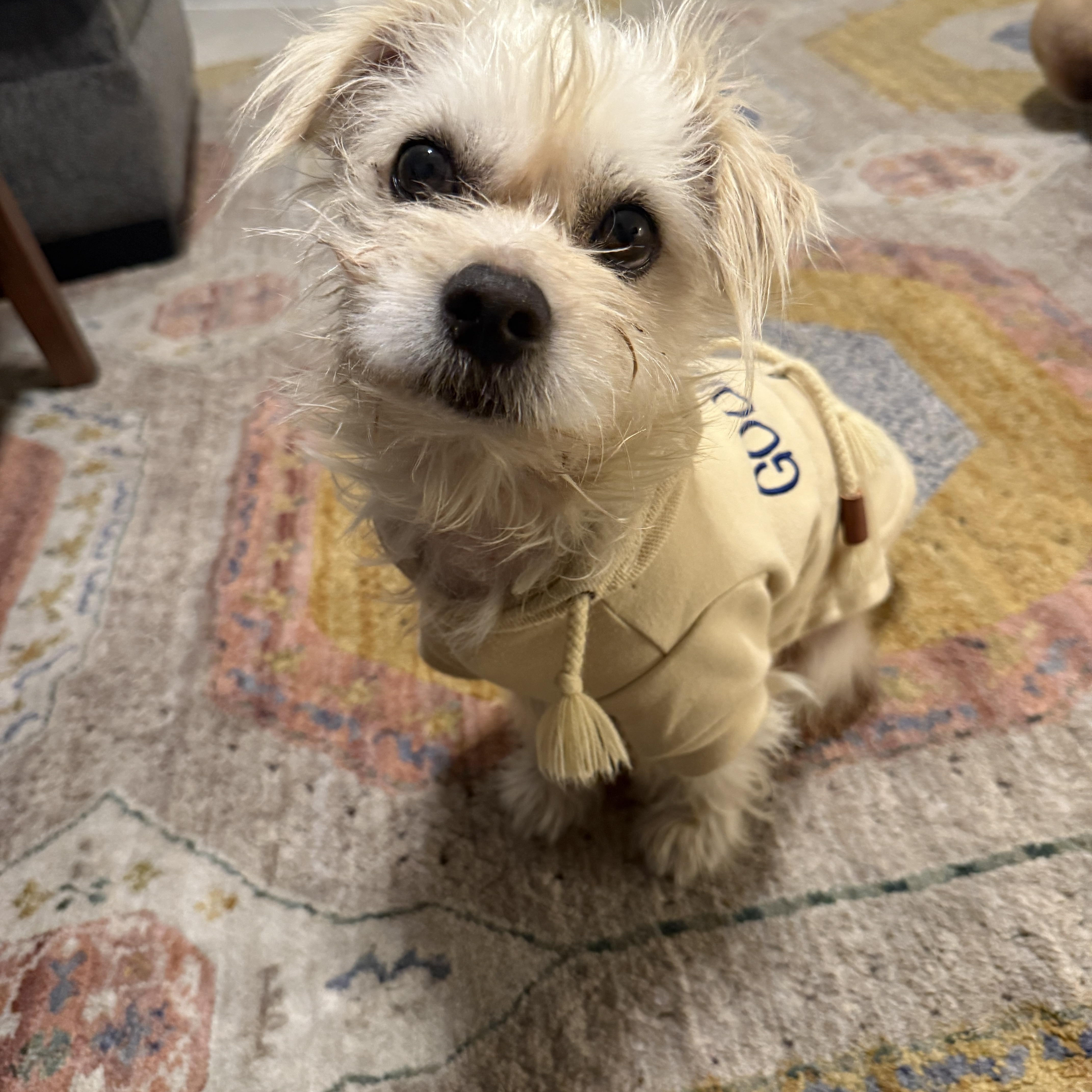 Enlarge Casper, an adopted mixed breed in Plano, TX image 1/6