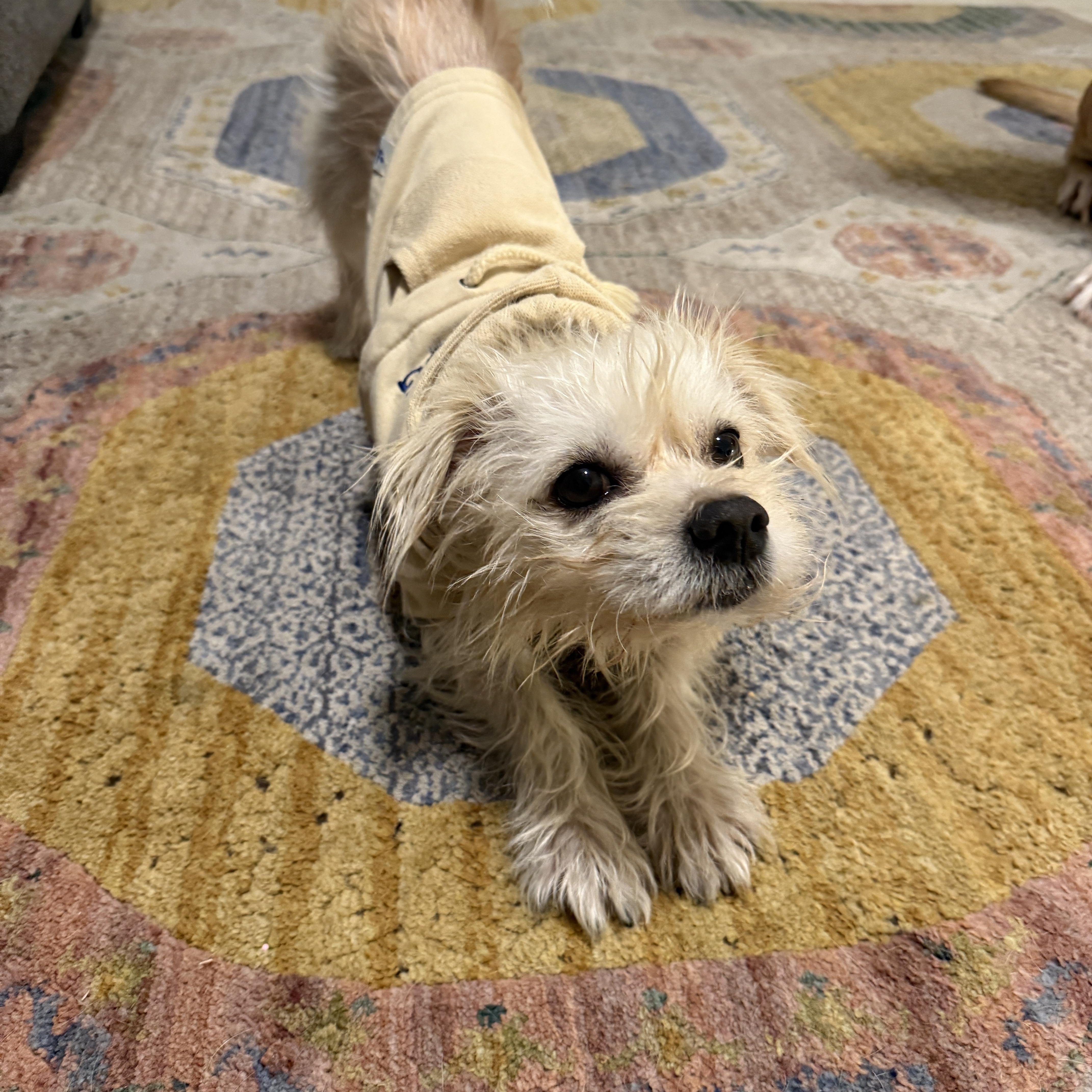 Enlarge Casper, an adopted mixed breed in Plano, TX image 6/6