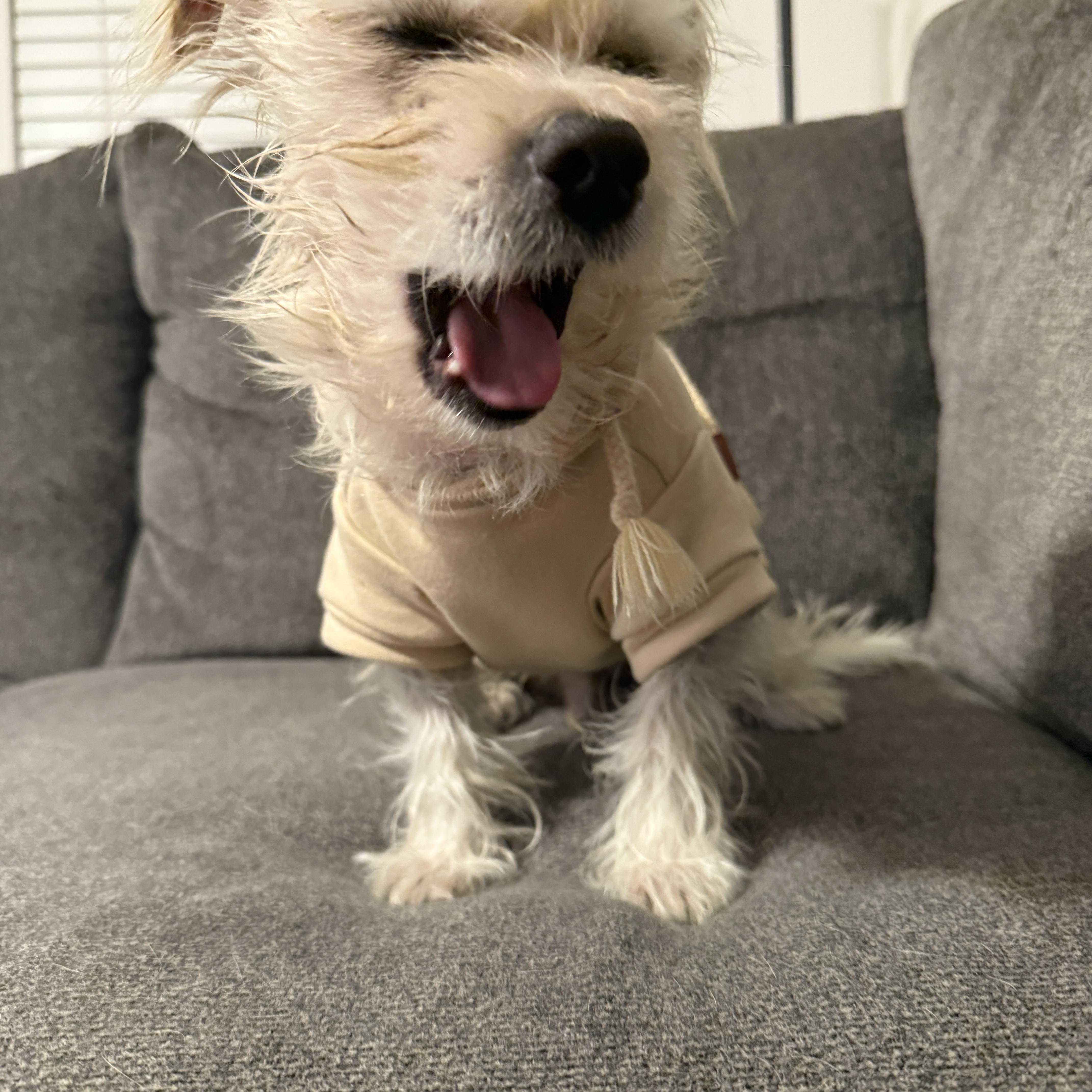 Enlarge Casper, an adopted mixed breed in Plano, TX image 2/6