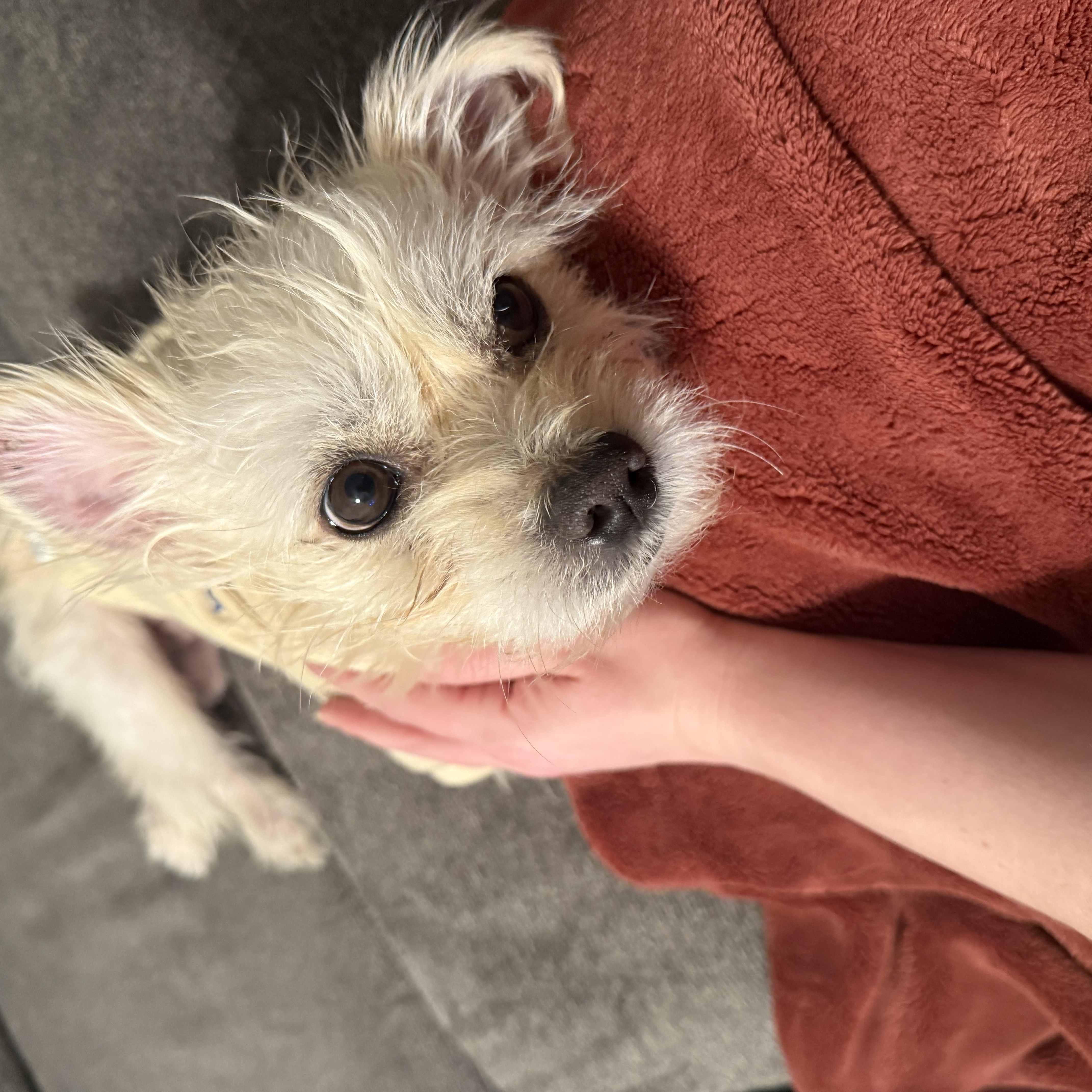 Enlarge Casper, an adopted mixed breed in Plano, TX image 3/6