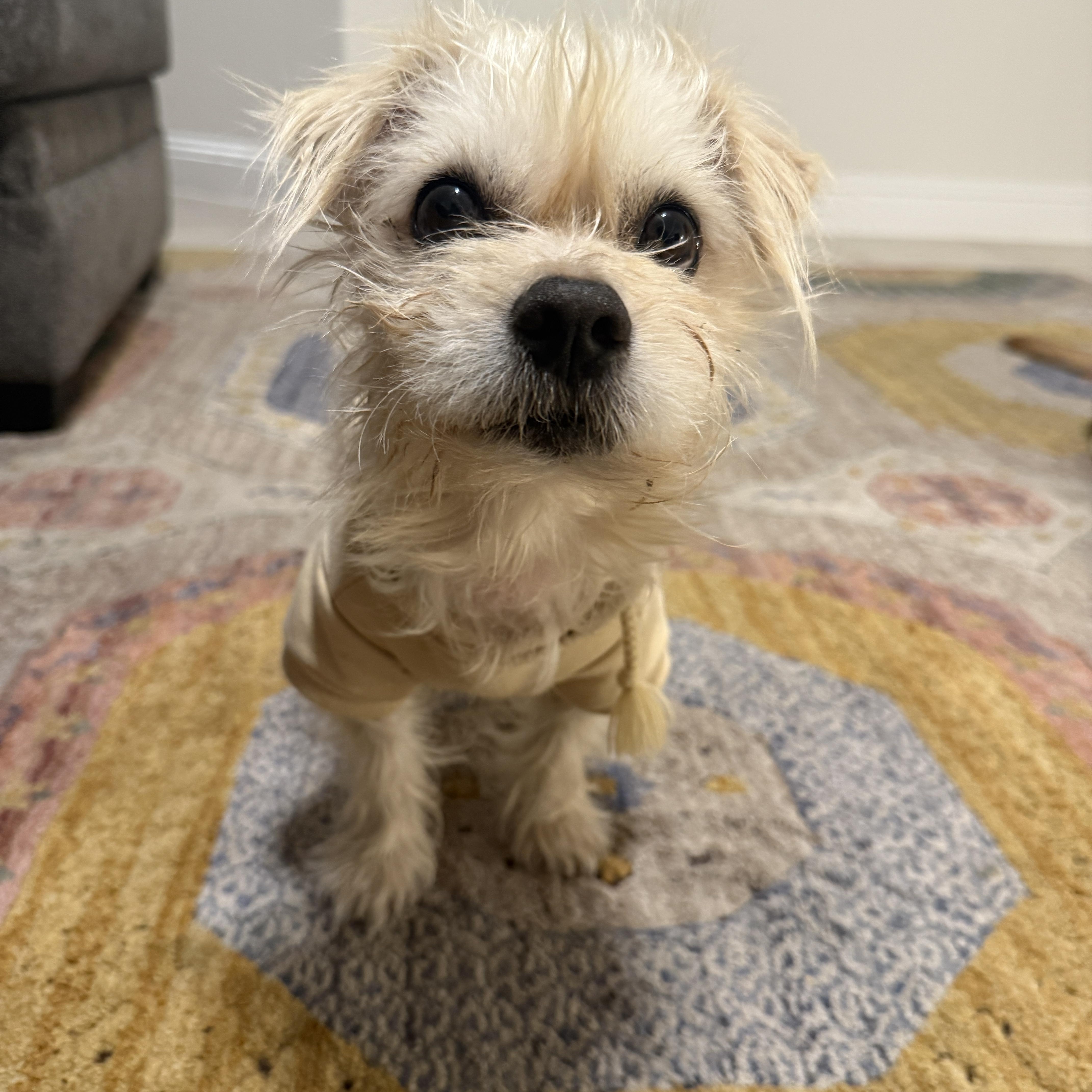 Enlarge Casper, an adopted mixed breed in Plano, TX image 5/6