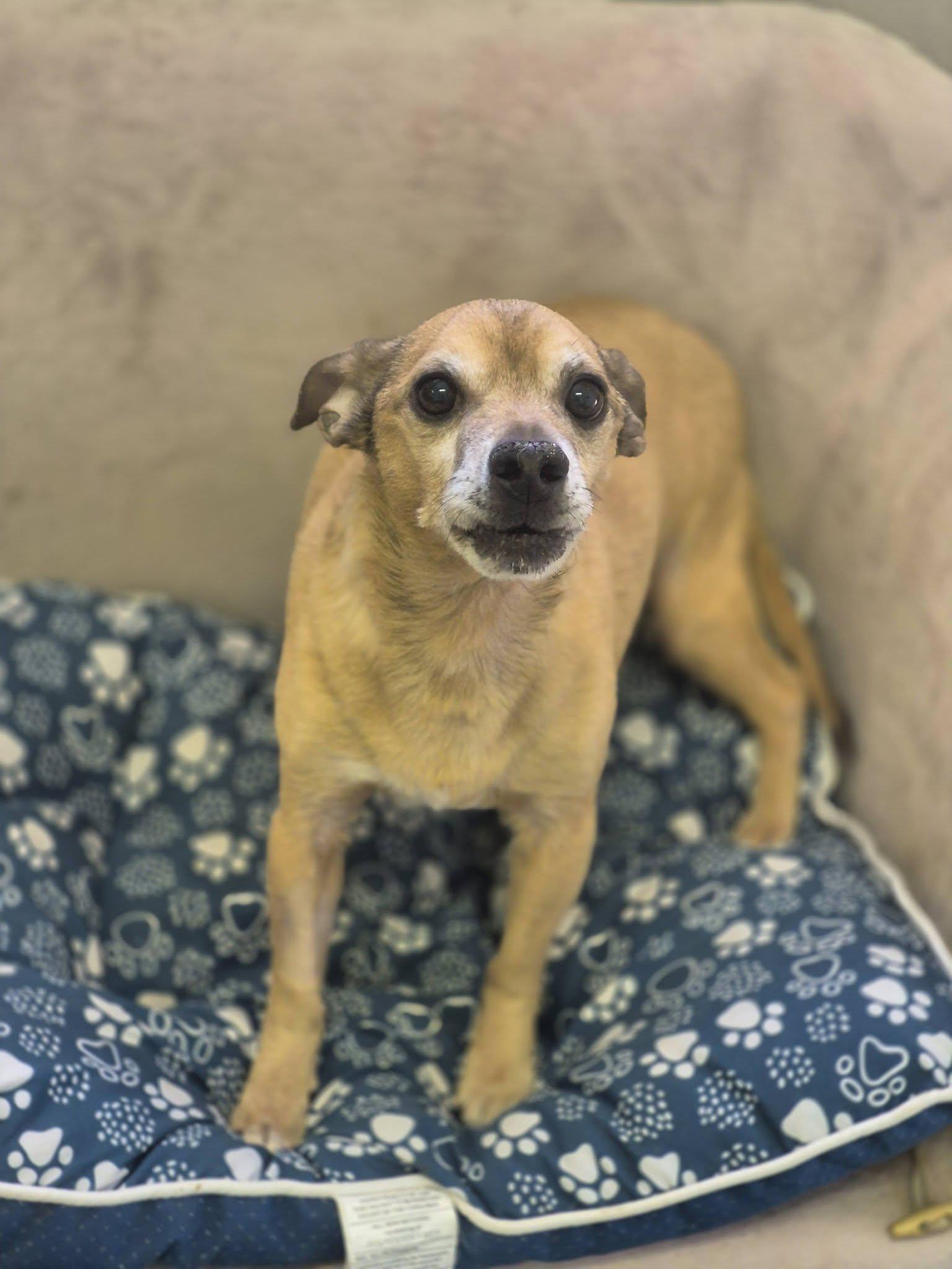 Joey, a ADOPTABLE mixed breed in metairie, LA image 3/5