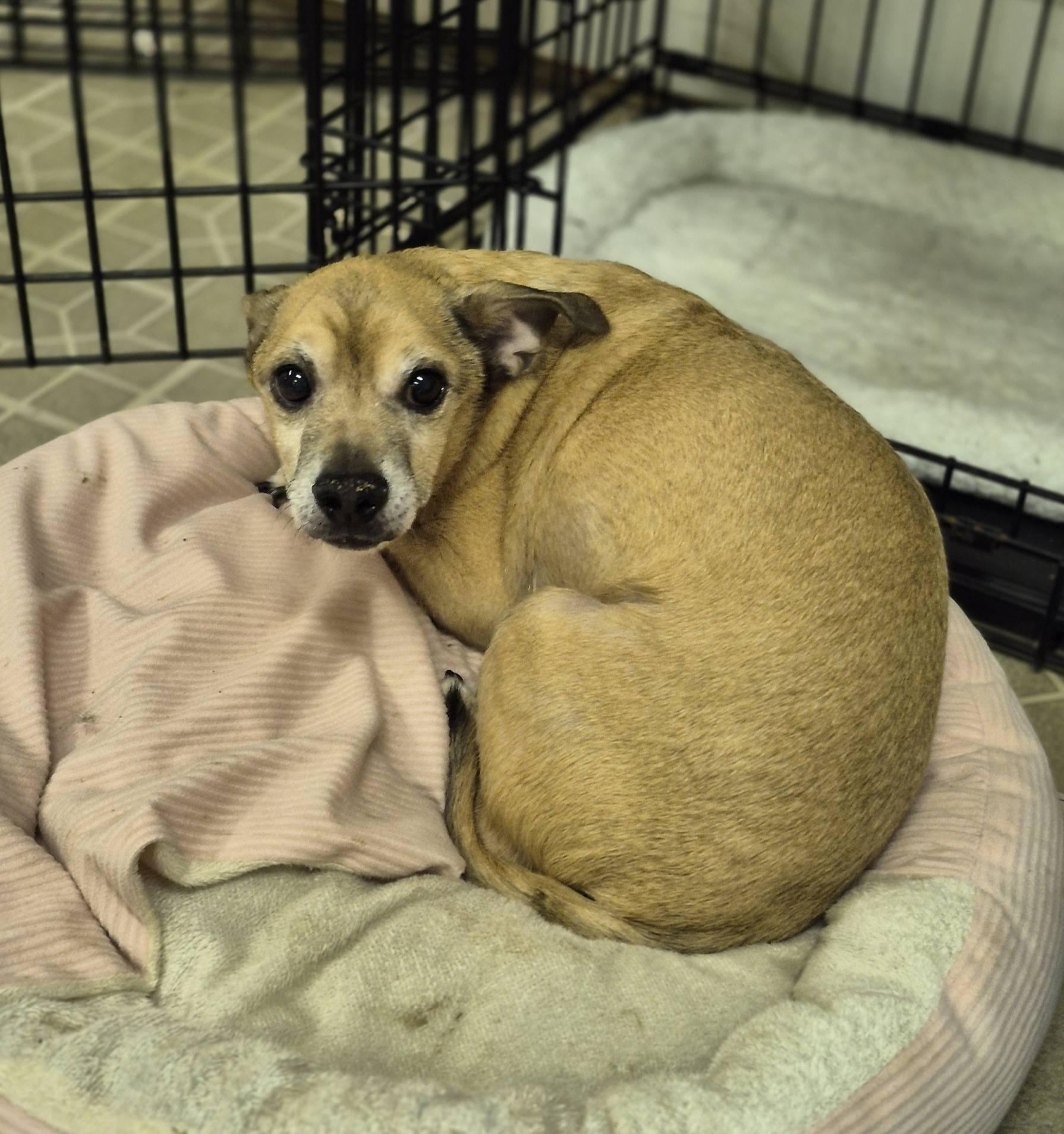 Joey, a ADOPTABLE mixed breed in metairie, LA image 1/5