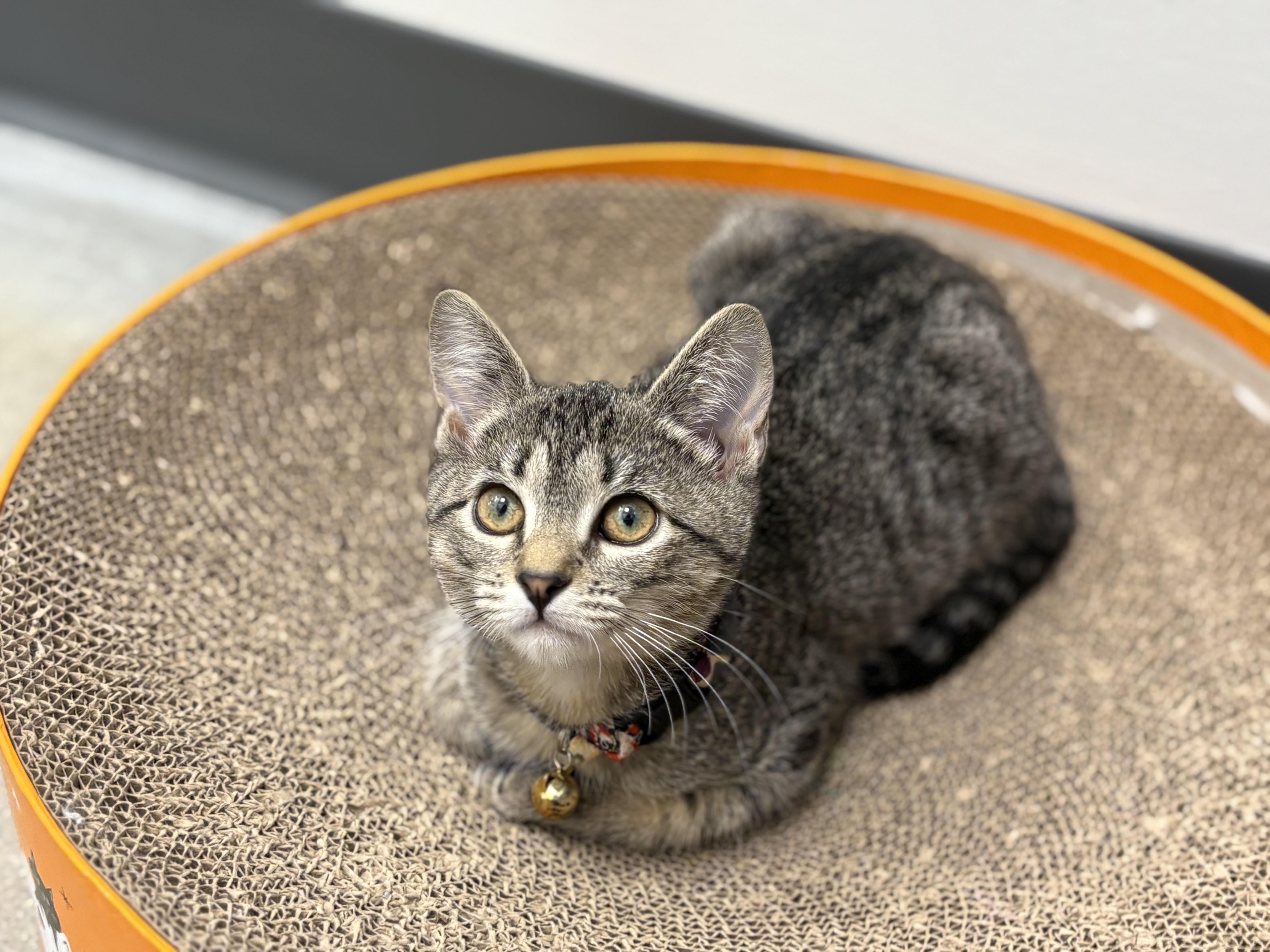 Dopey (f) (FCID# 10/09/2025 - 2 Middletown PS)