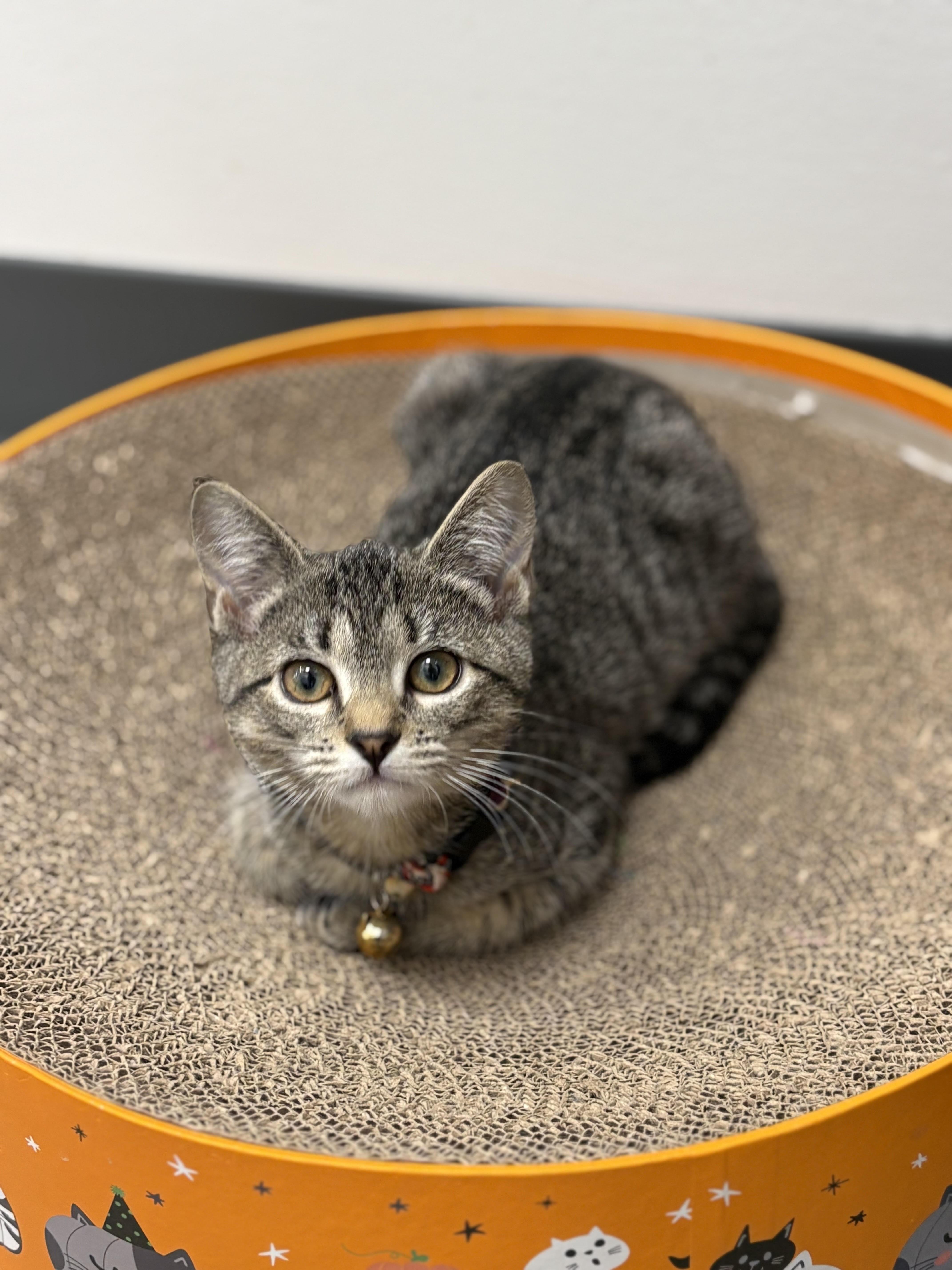 Dopey (f) (FCID# 10/09/2025 - 2 Middletown PS)