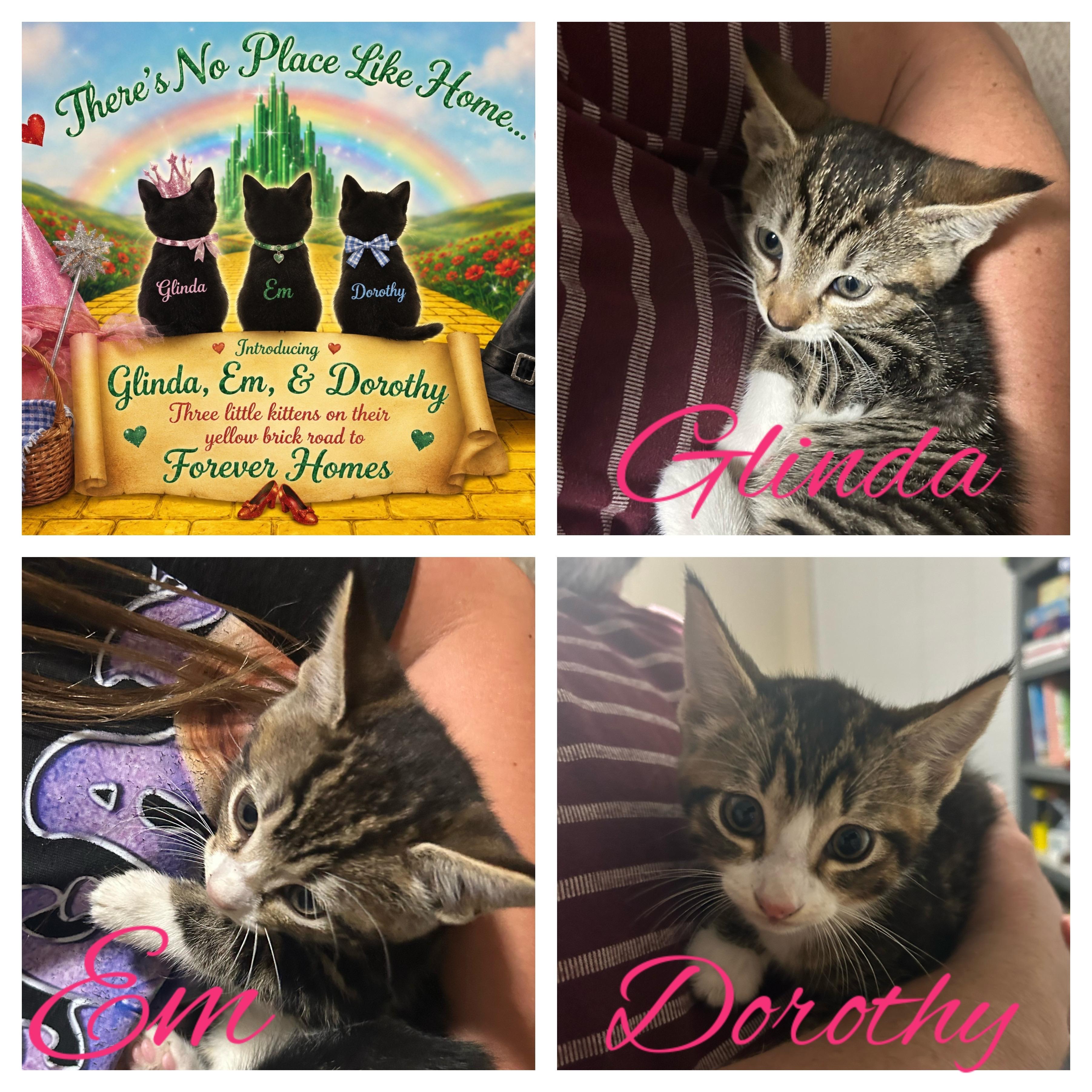 Wizard of Oz Kittens, ADOPTABLE, Kitten Female American Shorthair.