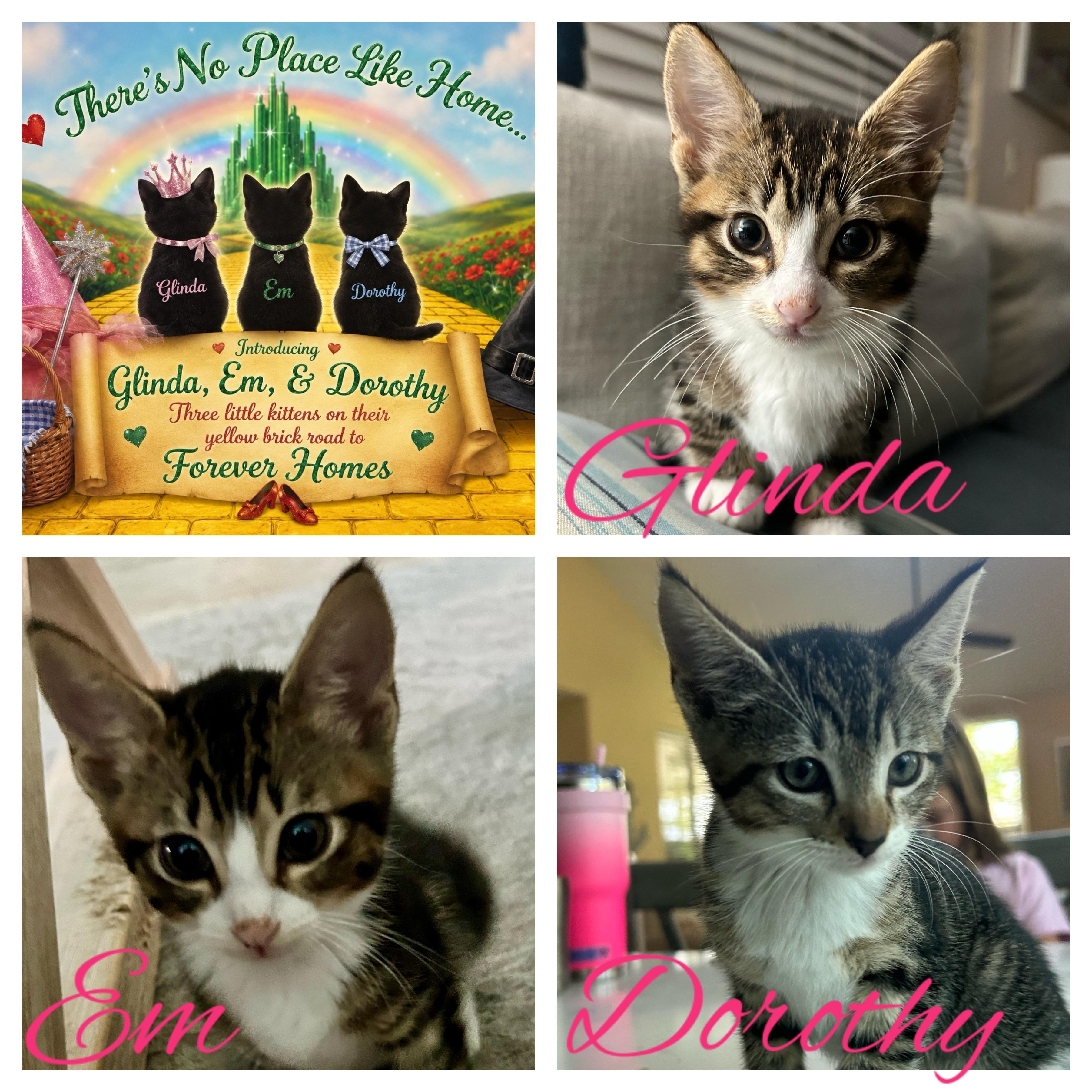 Wizard of Oz Kittens, a ADOPTABLE mixed breed in Port Saint Lucie, FL image 1/2