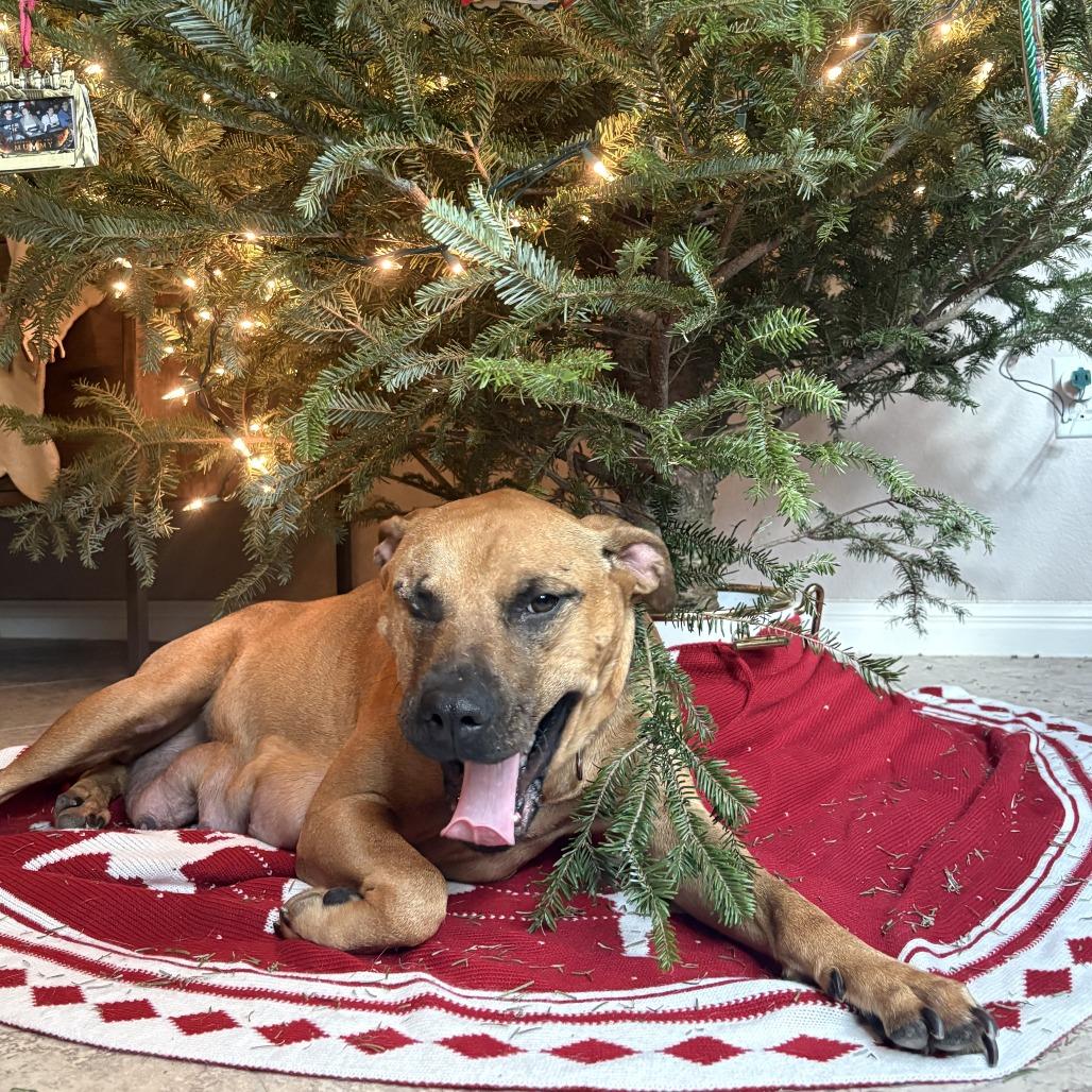 Anne Bonny — thumbnail 4