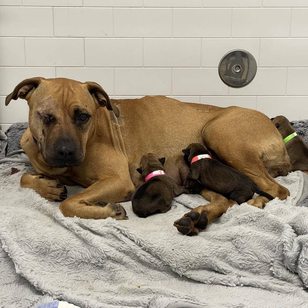 Anne Bonny — thumbnail 5