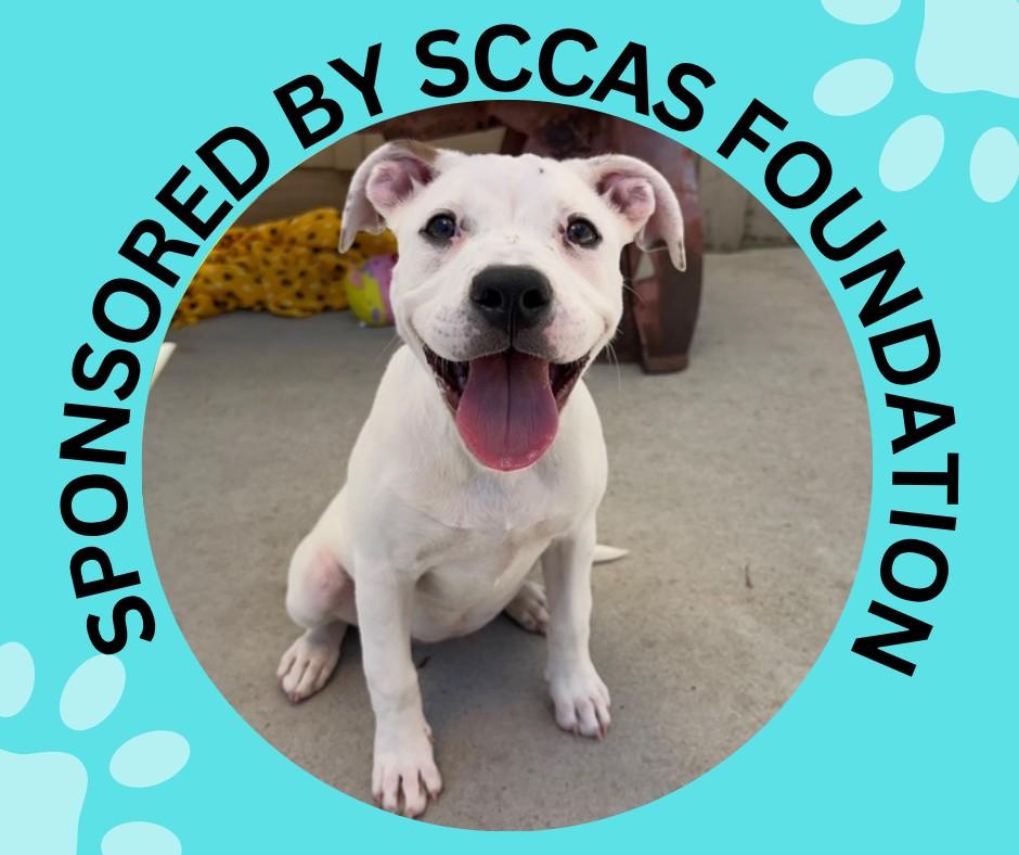 ROXY, Adoptable, Puppy Female Pit Bull Terrier & Mixed Breed.