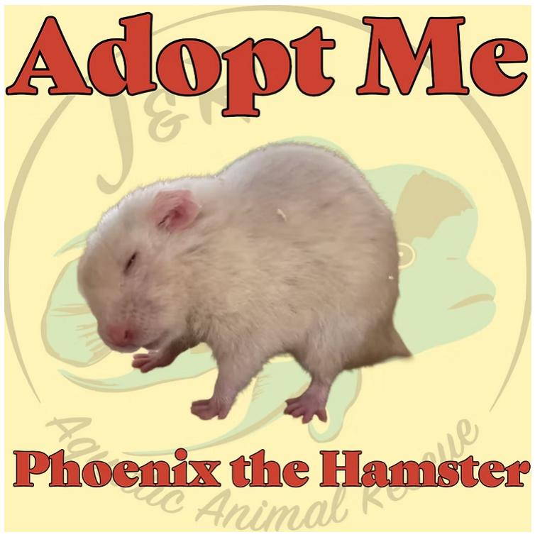 Phoenix the Hamster, Adopted, Young Female Hamster & Dwarf Hamster.