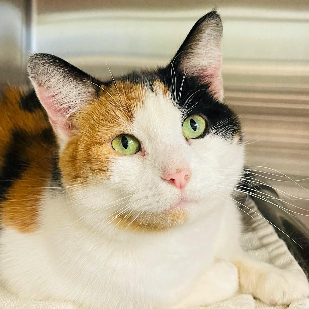 Enlarge Althea, a Adoptable Domestic Short Hair in Columbia Station, OH image 1/6