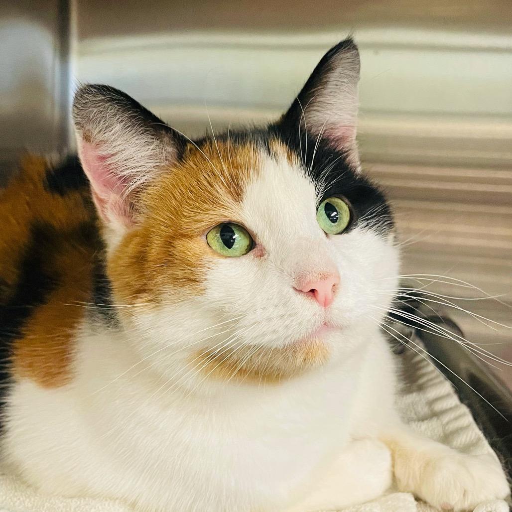 Enlarge Althea, a Adoptable Domestic Short Hair in Columbia Station, OH image 2/6