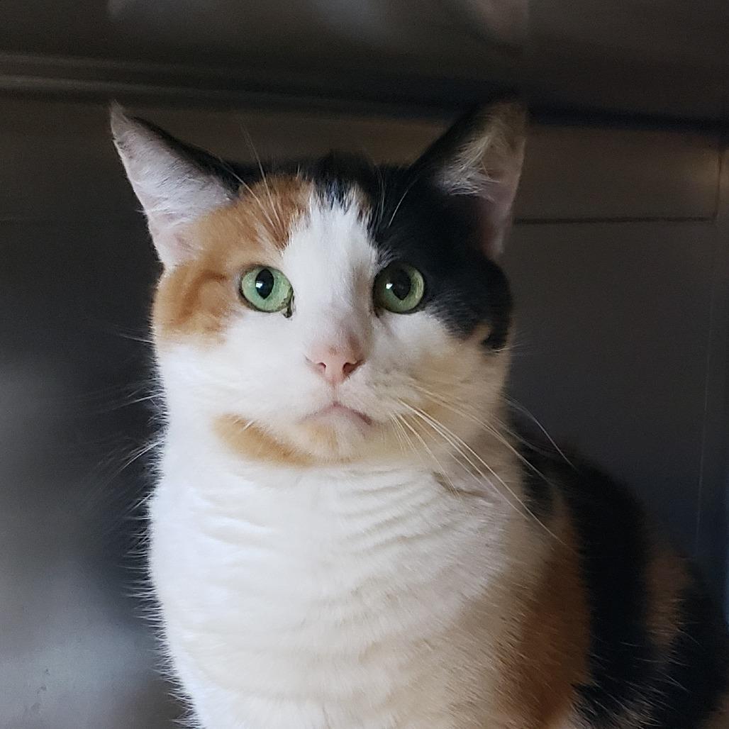 Enlarge Althea, a Adoptable Domestic Short Hair in Columbia Station, OH image 3/6