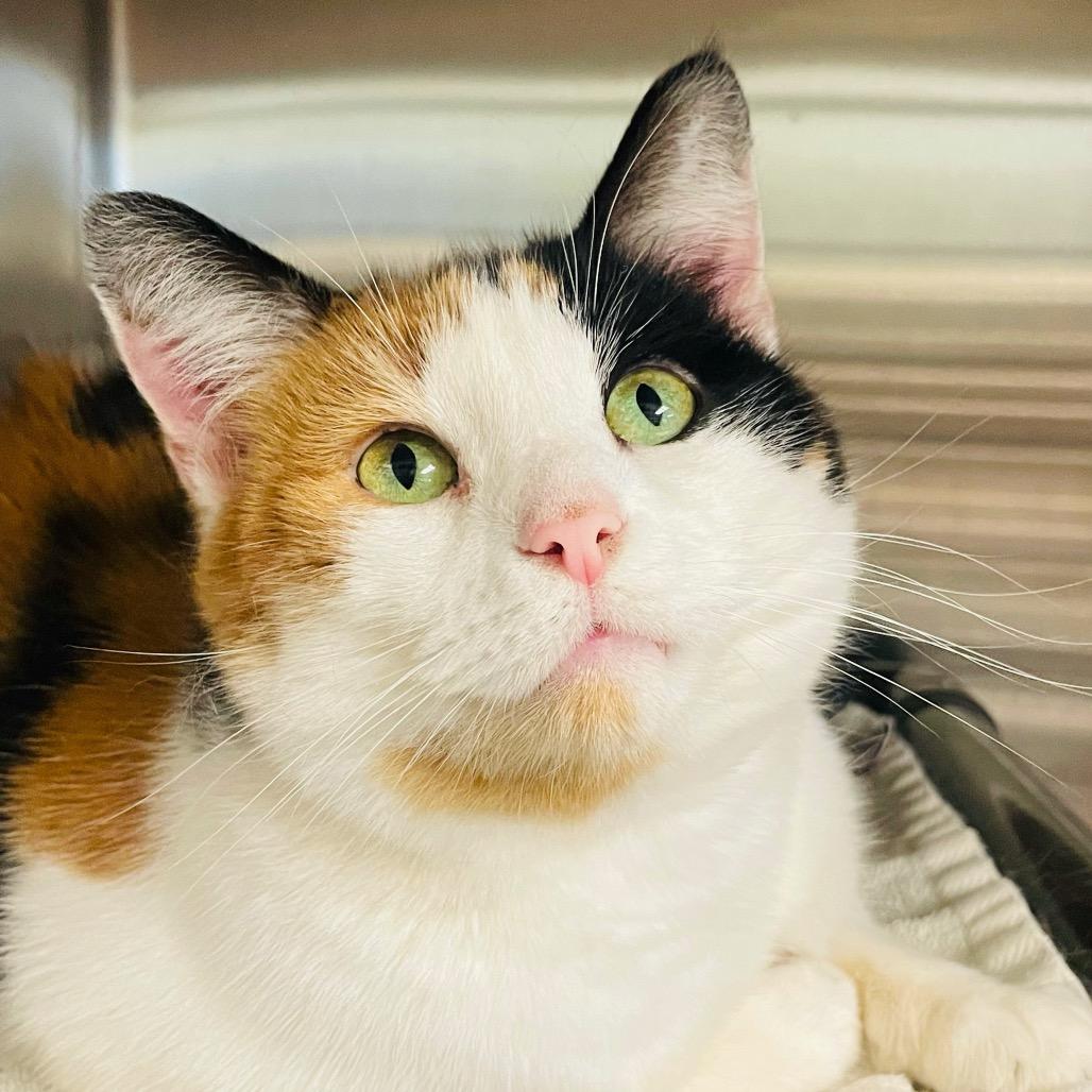 Enlarge Althea, a Adoptable Domestic Short Hair in Columbia Station, OH image 4/6