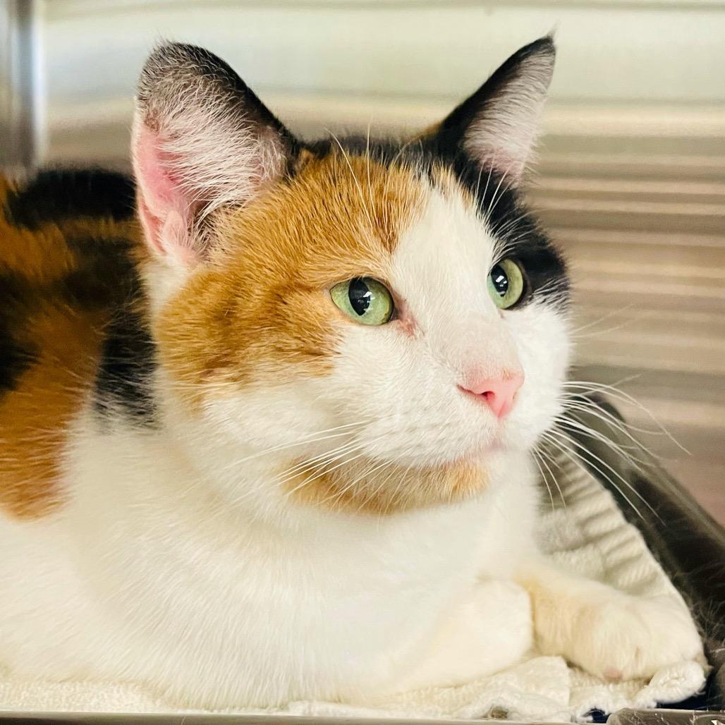 Enlarge Althea, a Adoptable Domestic Short Hair in Columbia Station, OH image 5/6