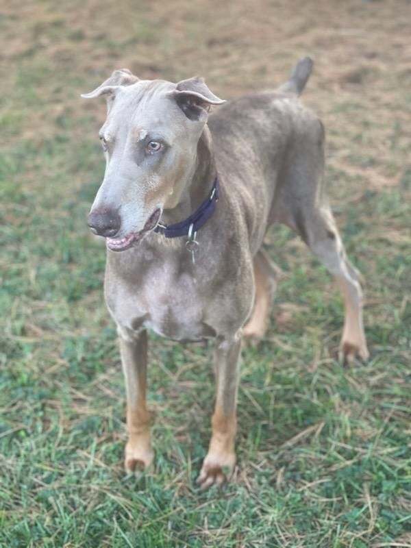 Coco, a Adoptable Doberman Pinscher in Louisville, KY image 4/4